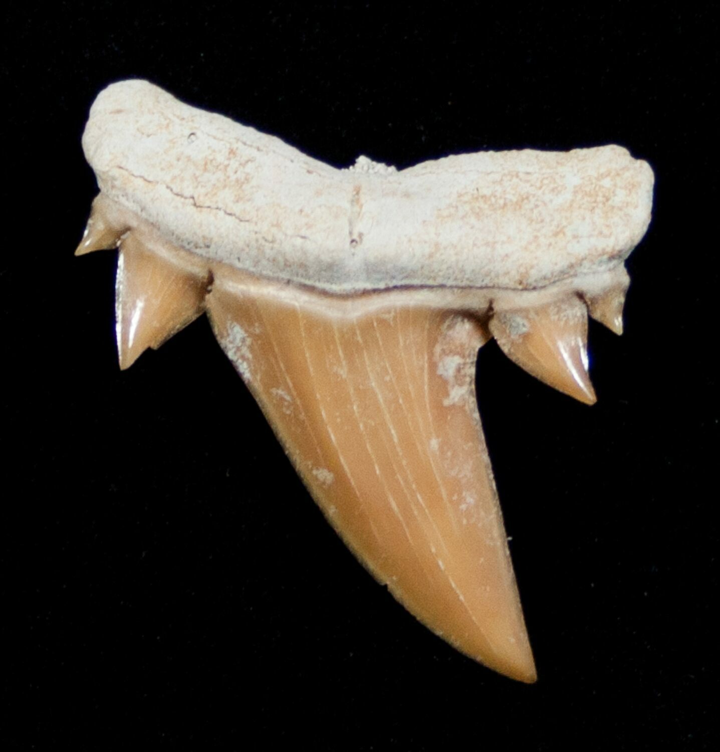 Pictures Of Sharks Teeth 108