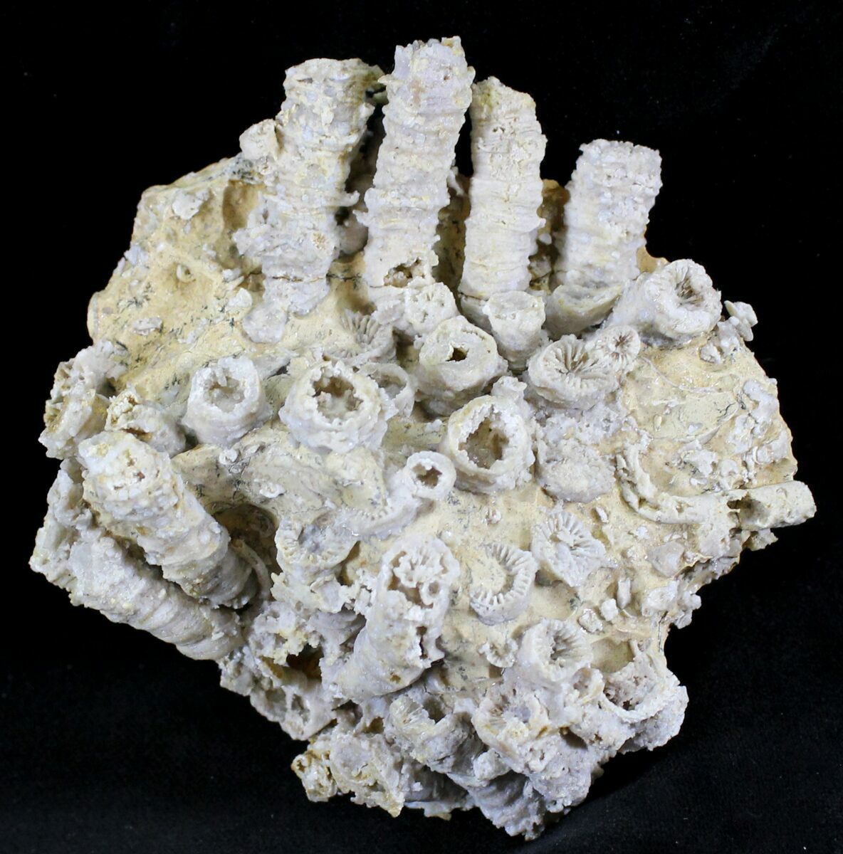 Jurassic Aged Fossil Coral Colony Germany For Sale (24761