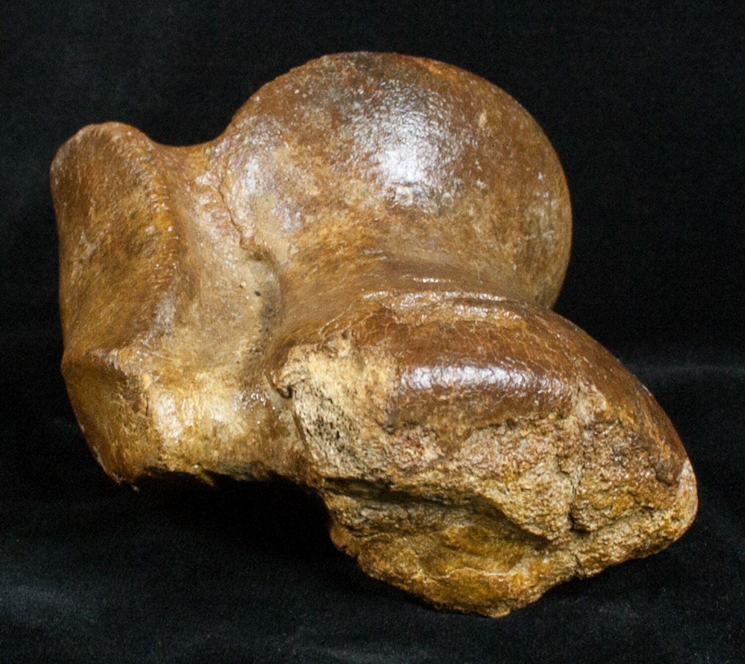 Woolly Rhinoceros Ankle Bone Late Pleistocene For Sale (3453