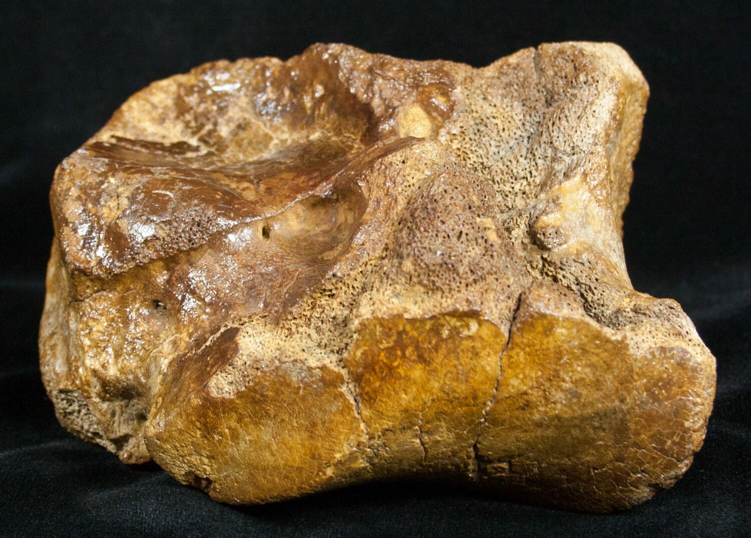 Woolly Rhinoceros Ankle Bone Late Pleistocene For Sale (3453