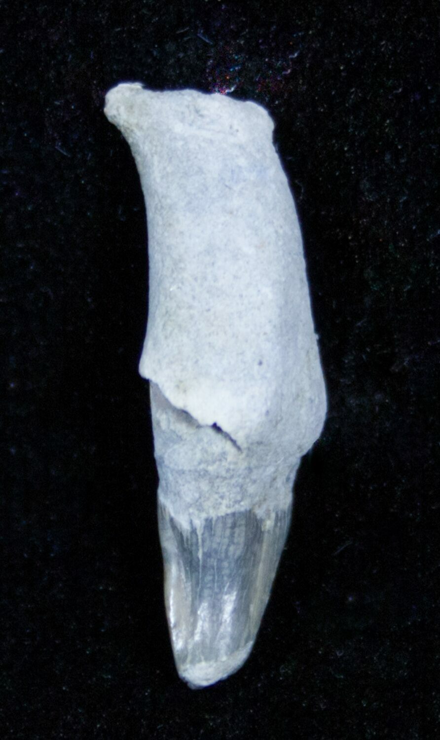 Fossil Porpoise Tooth Lee Creek Mine For Sale (3466)