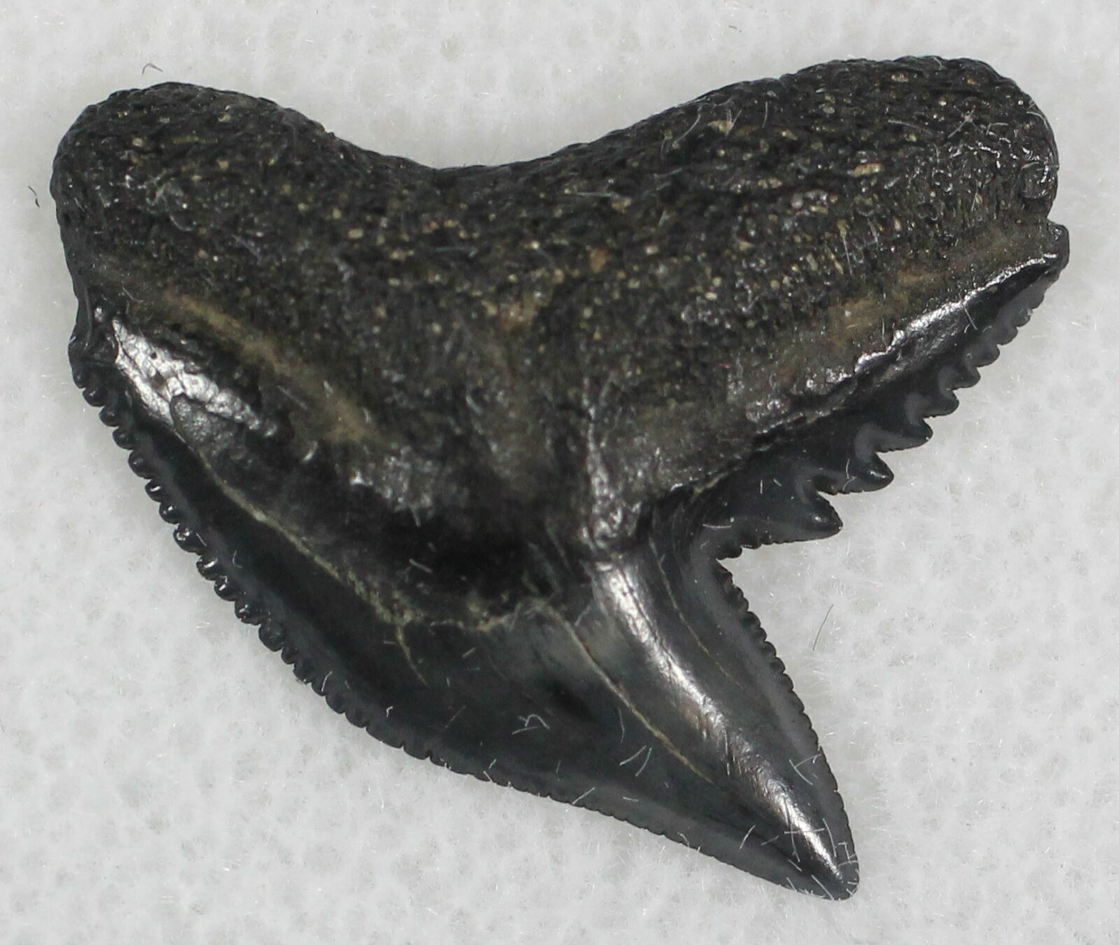 0.76" Fossil Tiger Shark Tooth South Carolina For Sale (25297