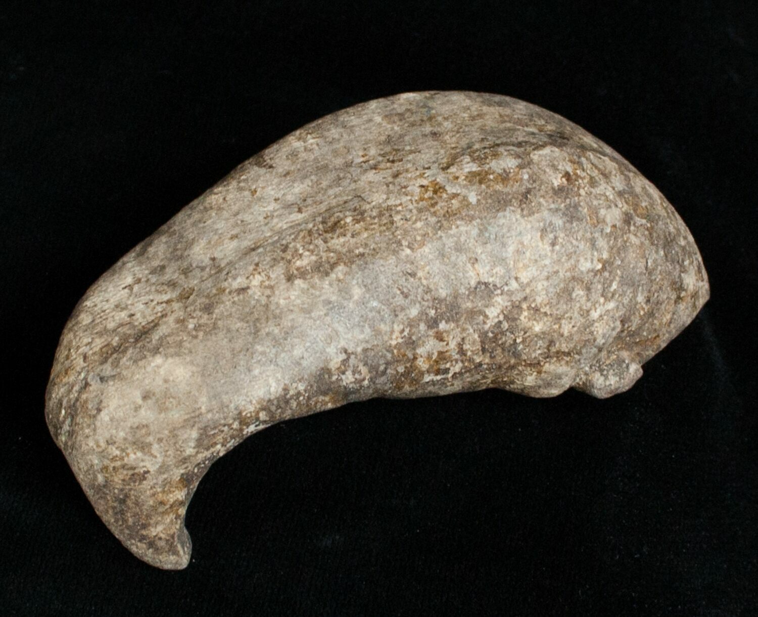 Fossil Cetacean (Whale) Ear Bone Miocene For Sale (3475)