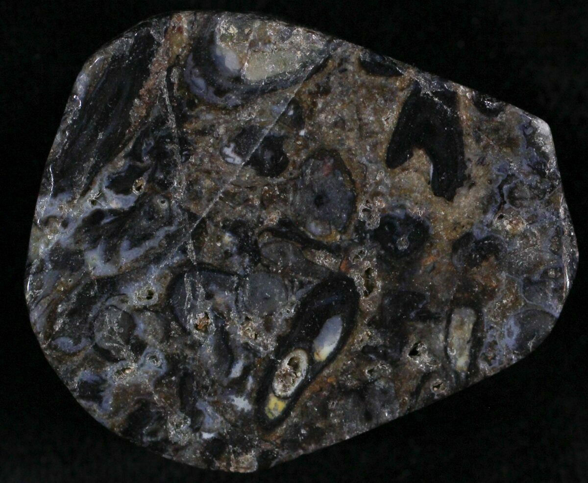 Rhynie Chert Early Devonian Vascular Plant Fossils For Sale (25803