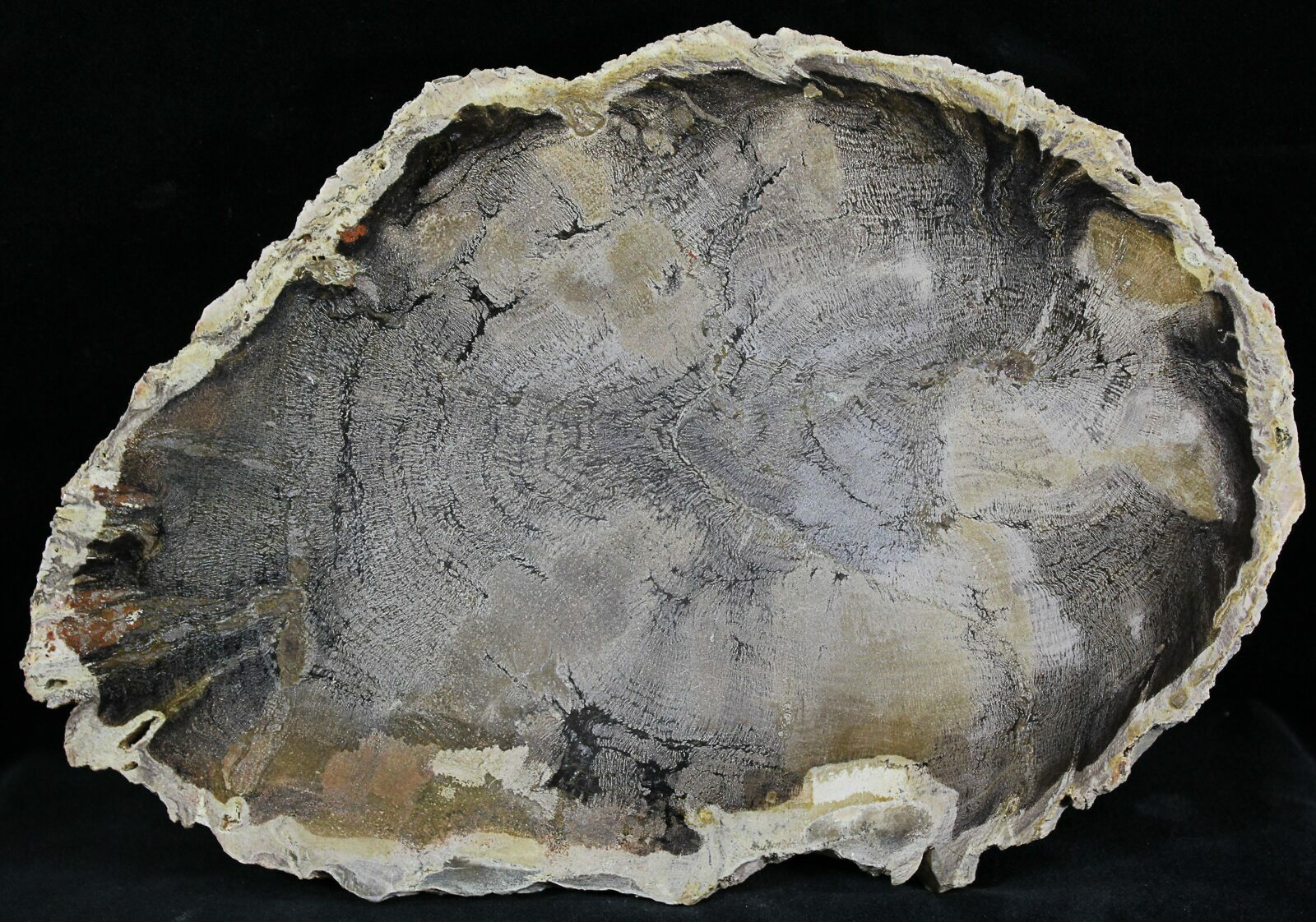 Oregon Petrified Wood Slices For Sale
