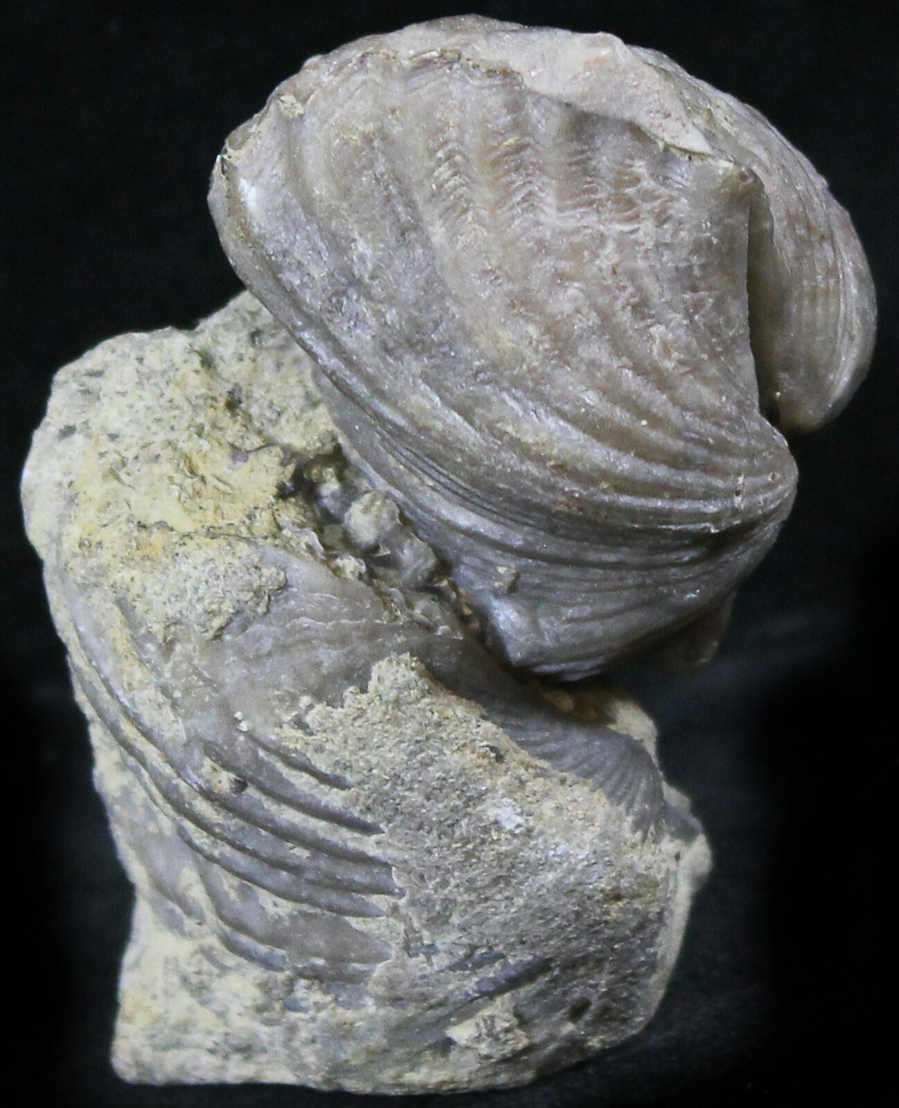 Platystrophia Brachiopod Fossil From Kentucky For Sale (26453)