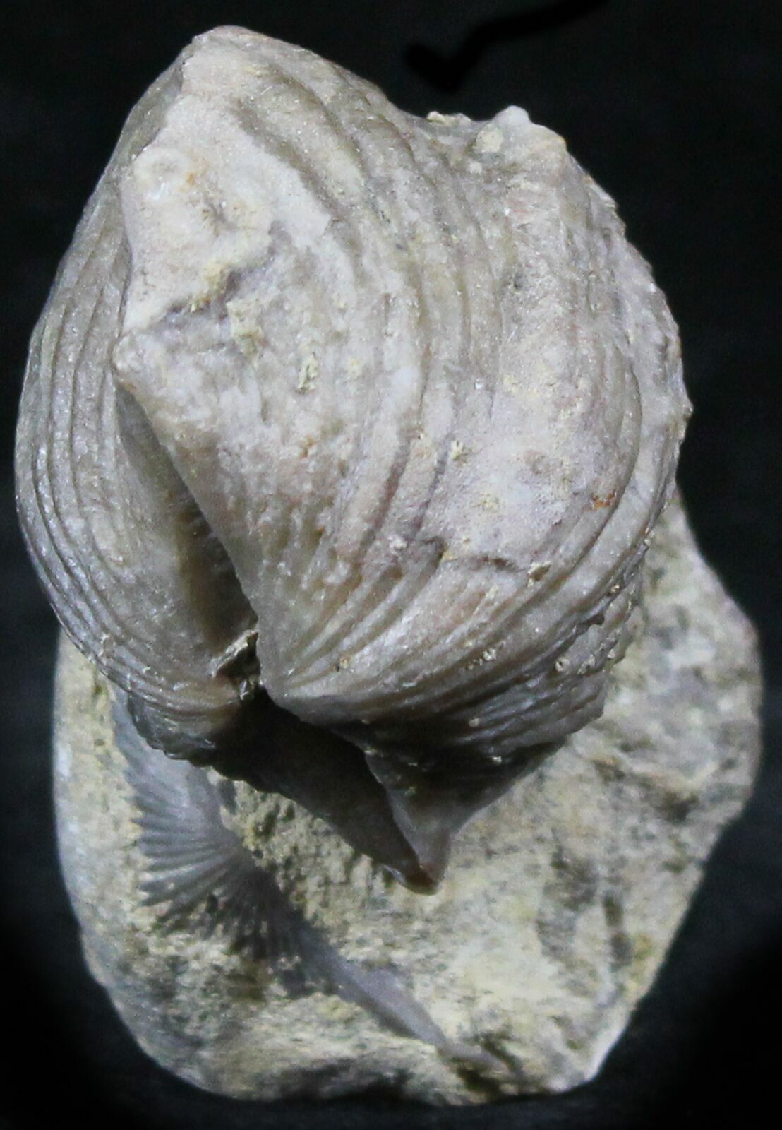 Platystrophia Brachiopod Fossil From Kentucky For Sale (26453