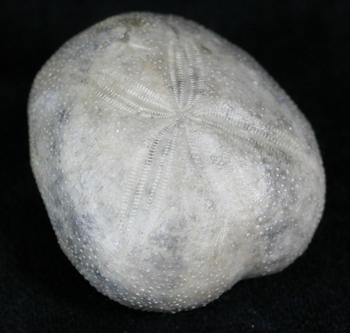 Cretaceous Fossil Sea Urchin (Hemiaster) Texas For Sale (26820