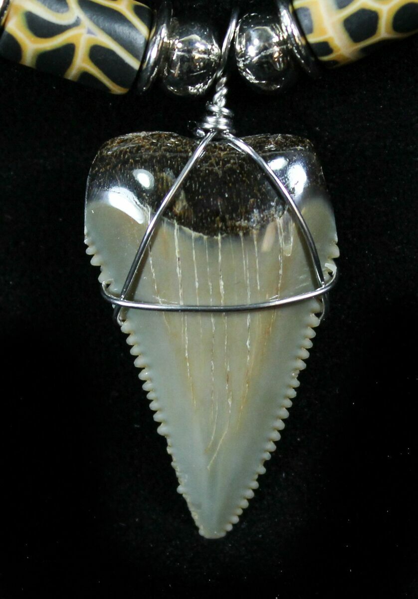 Serrated Fossil Great White Shark Tooth Necklace For Sale (#27076