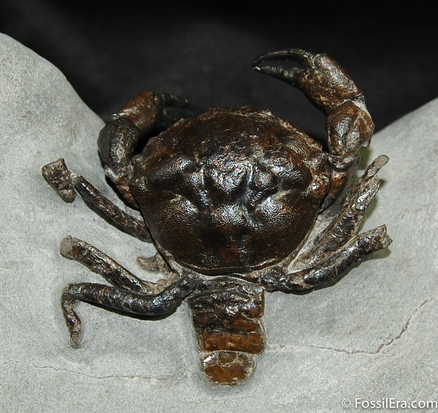 3D Prepped Fossil Crab Pulalius From Washington For Sale (456