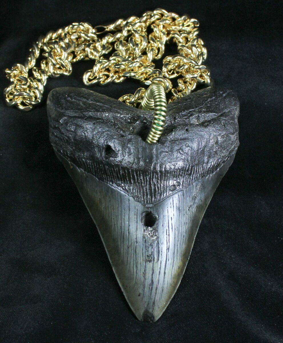 Giant Fossil Megalodon Tooth Necklace - Old-School Megalodon Bling For