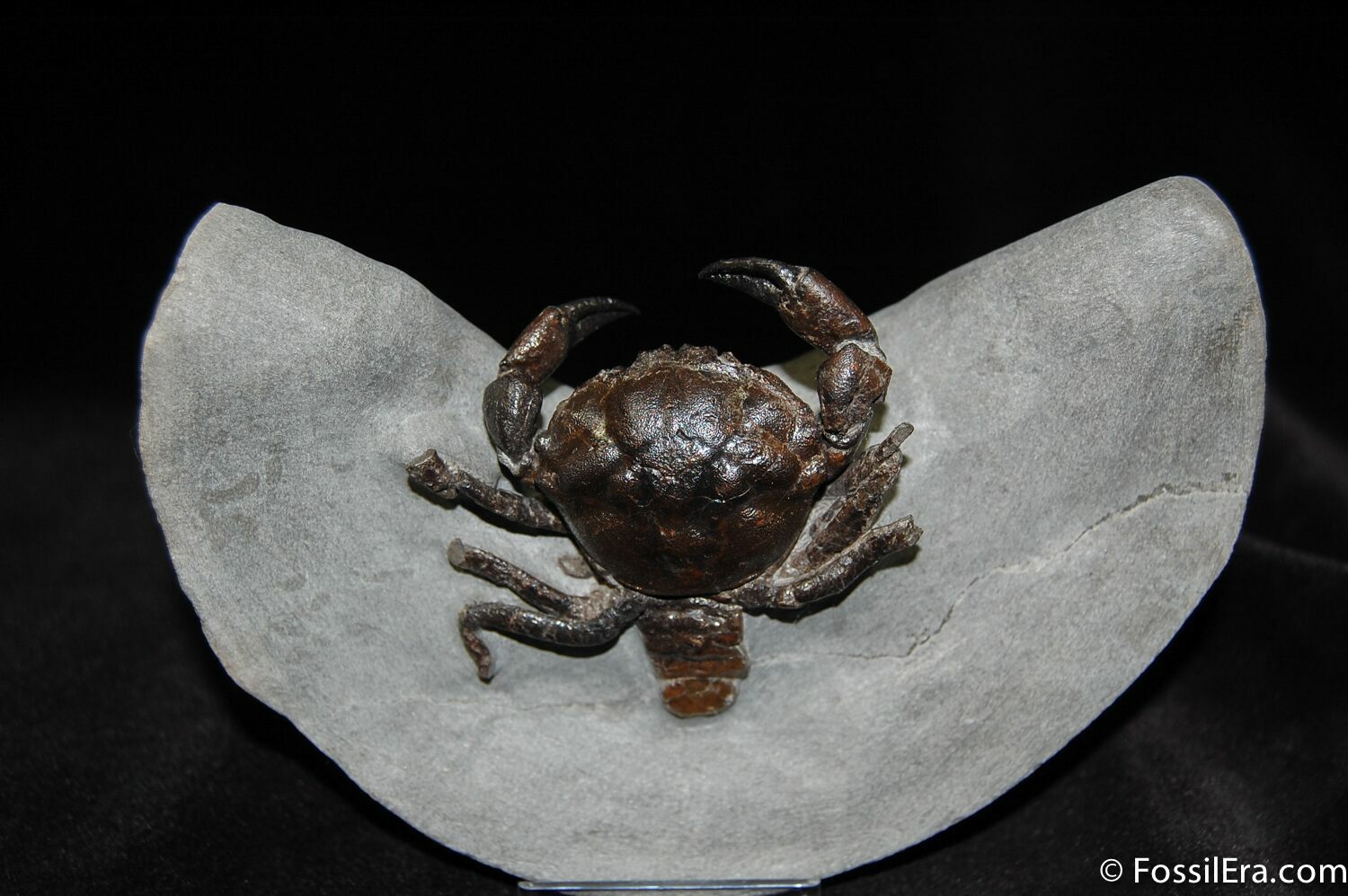 3D Prepped Fossil Crab Pulalius From Washington For Sale (#456