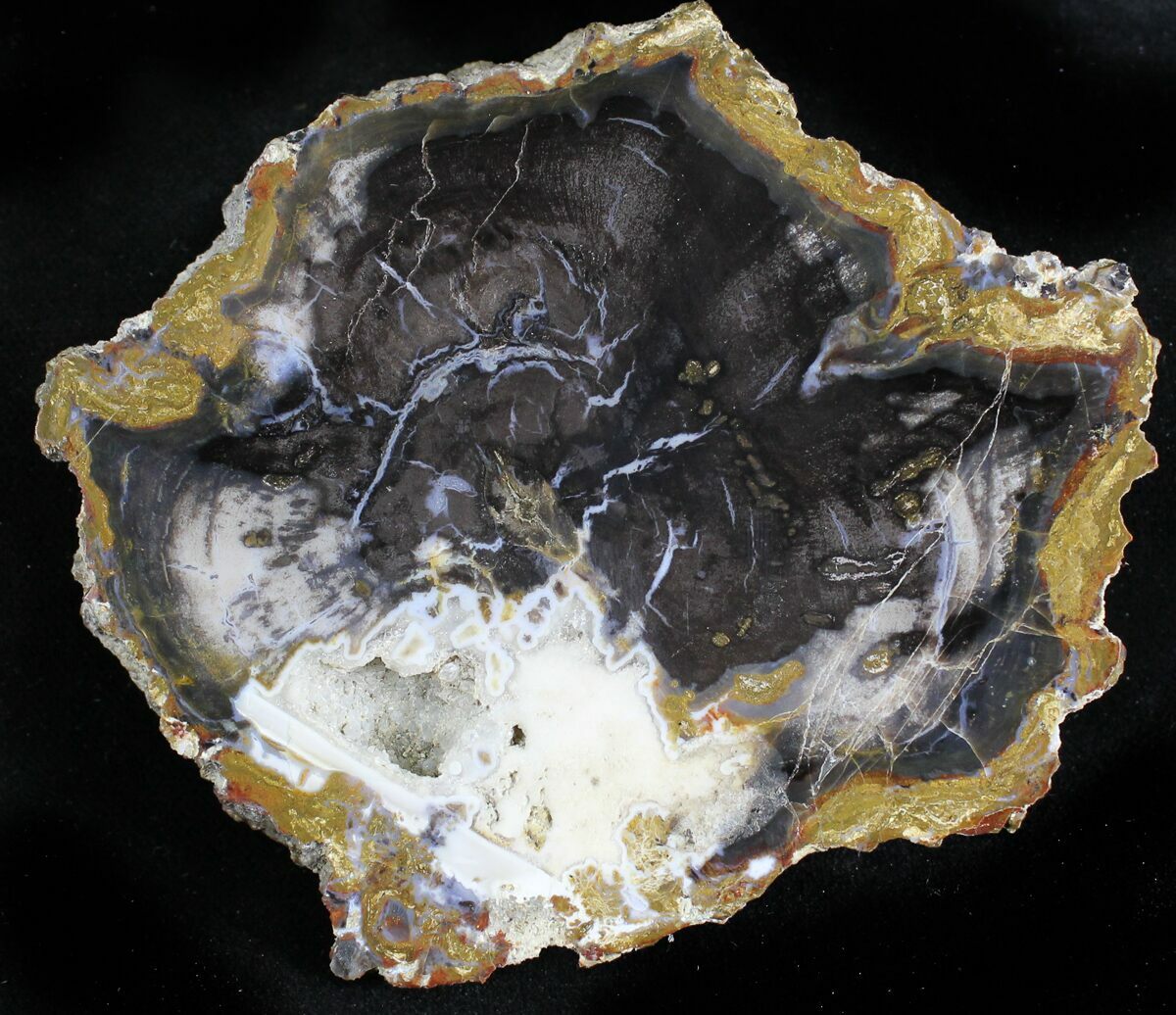 3.7" Jurassic Petrified Wood Slab Henry Mountain, Utah For Sale