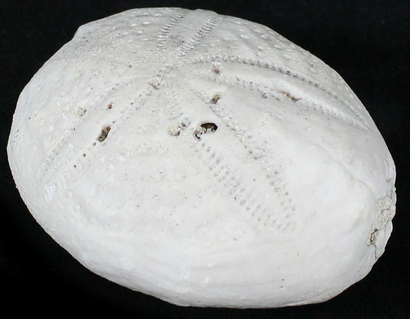 Echinoderm Fossils For Sale