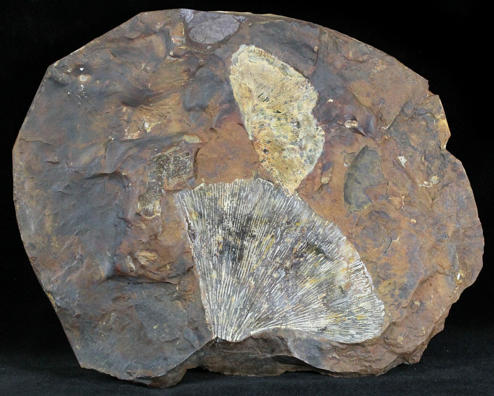 Multiple Fossil Ginkgo Leaf From North Dakota Paleocene For Sale