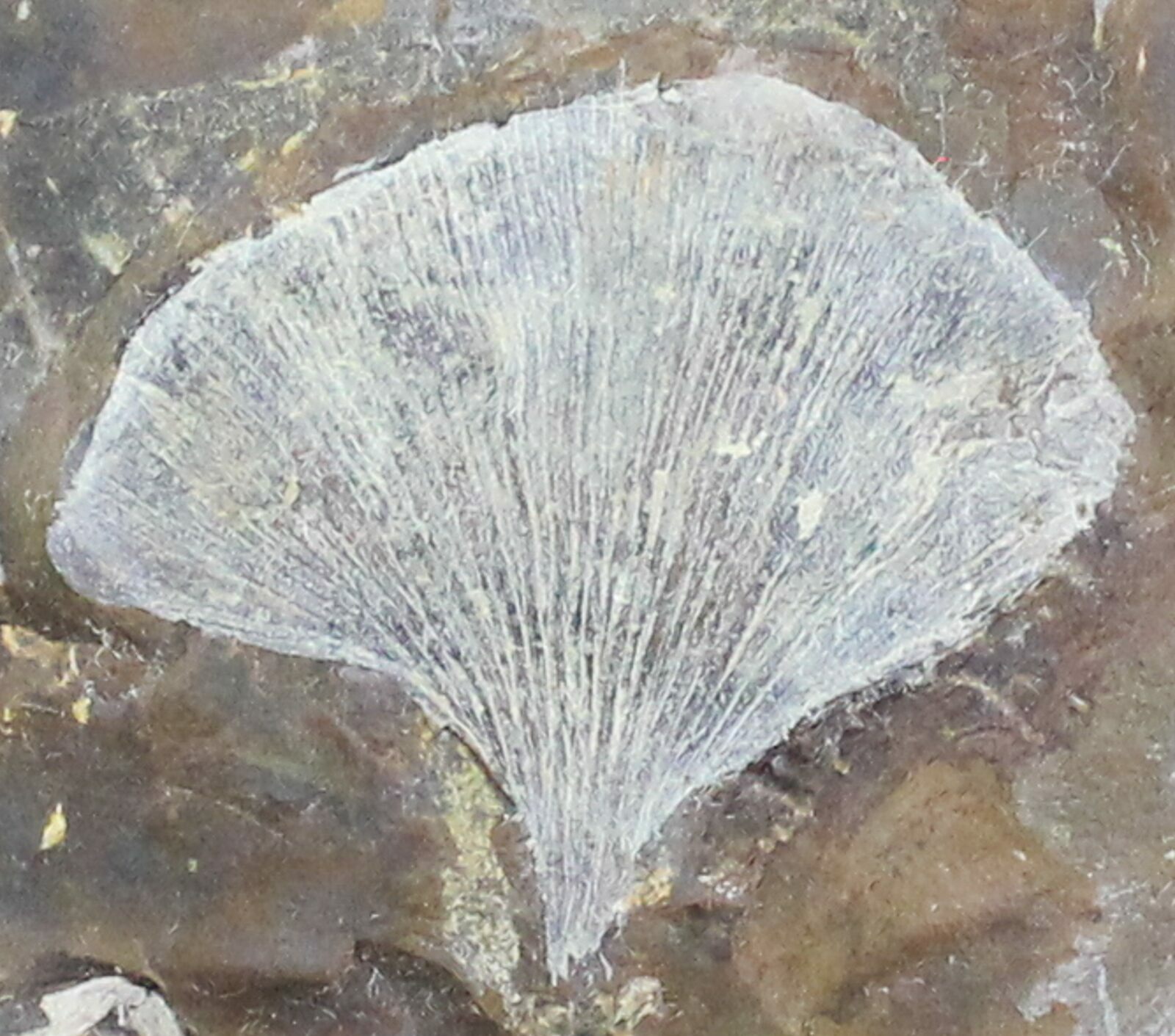 1.4" Fossil Ginkgo Leaf From North Dakota Paleocene For Sale (29078