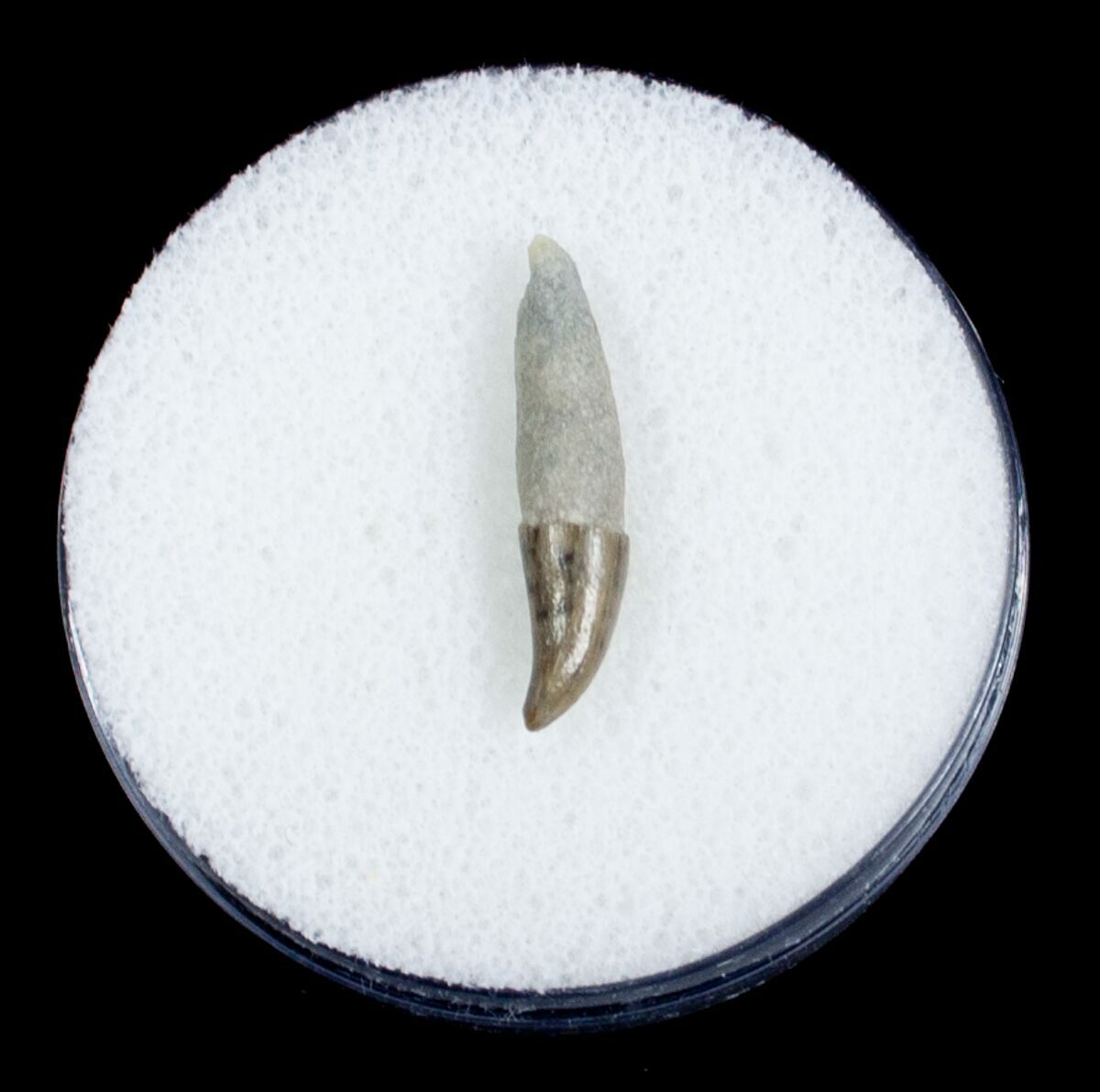 Fossil Porpoise Tooth Lee Creek Mine For Sale (3718)