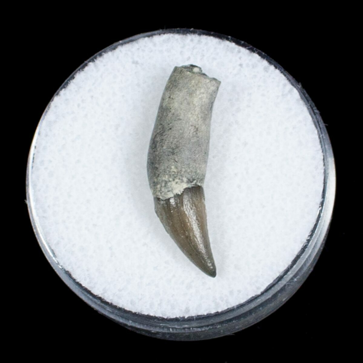 Fossil Porpoise Tooth Lee Creek Mine For Sale (3719)