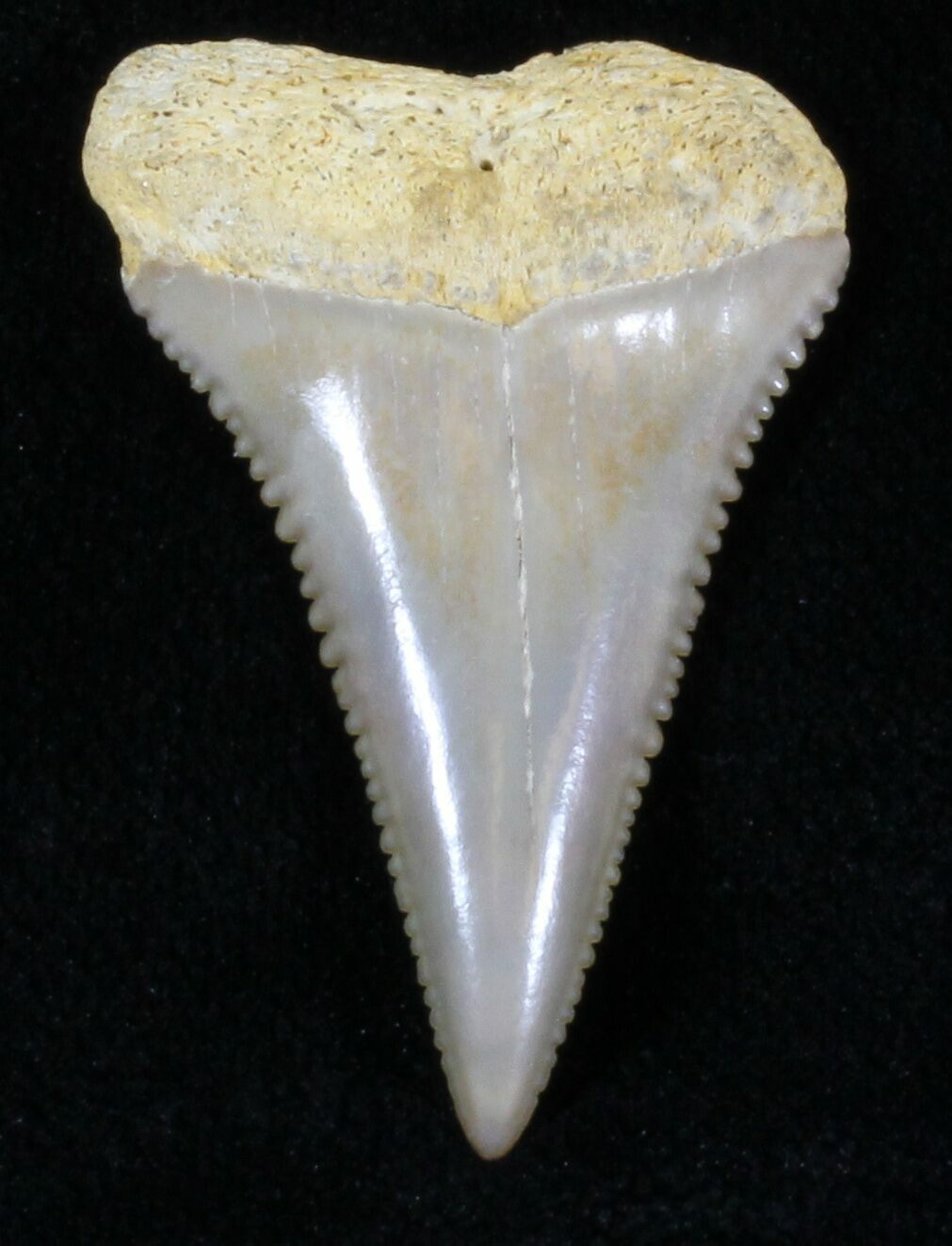 Pictures Of Sharks Teeth 70