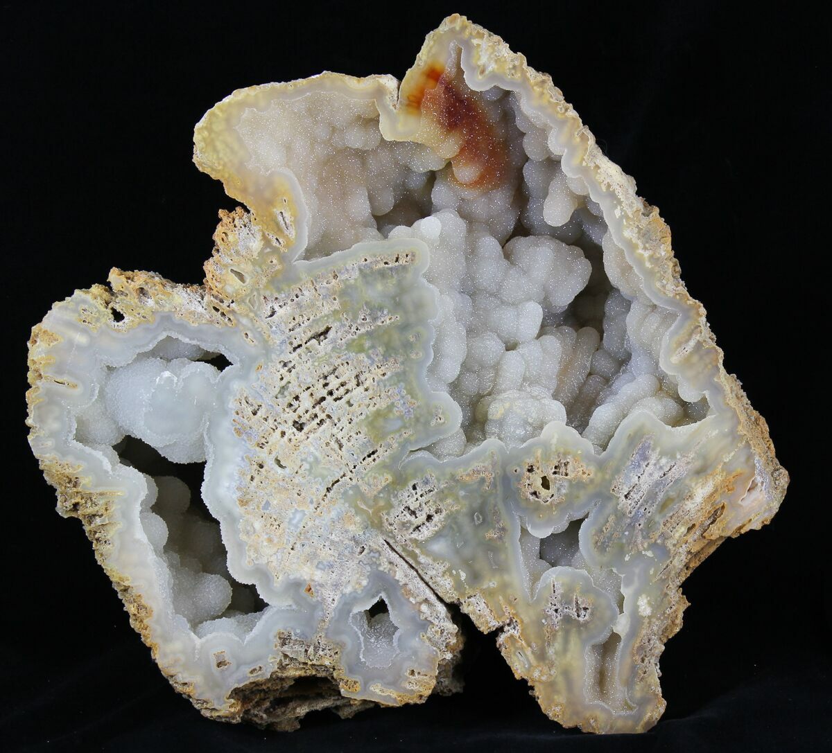 Florida State Fossil - Agate Replaced Fossil Coral 