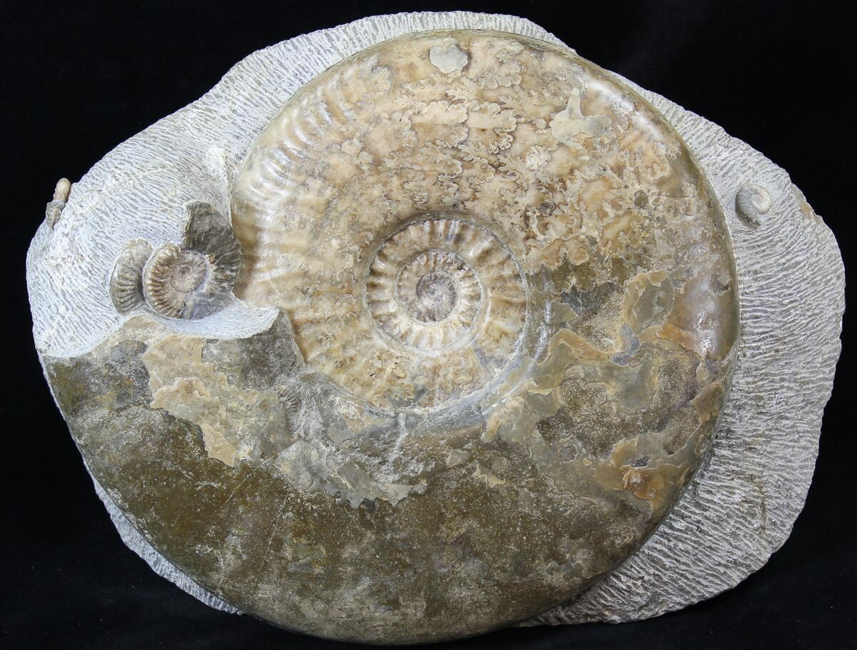Great Britain Ammonite Fossils For Sale