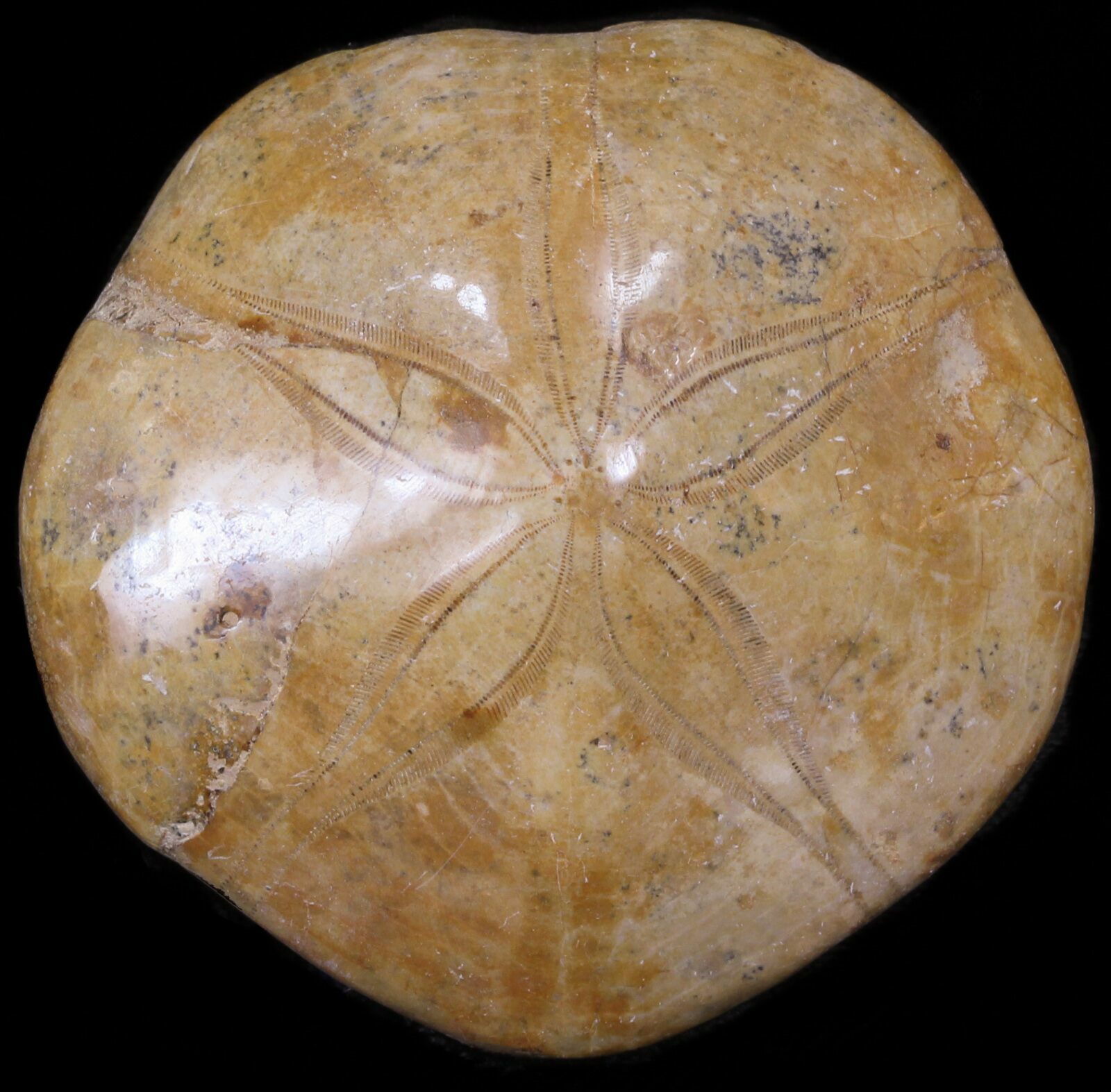 surface y polished (#31087 Jurassic Fossil Sale Sand Dollar For Polished surface y polished (#31087 Jurassic Fossil Sale Sand Dollar For Polished
