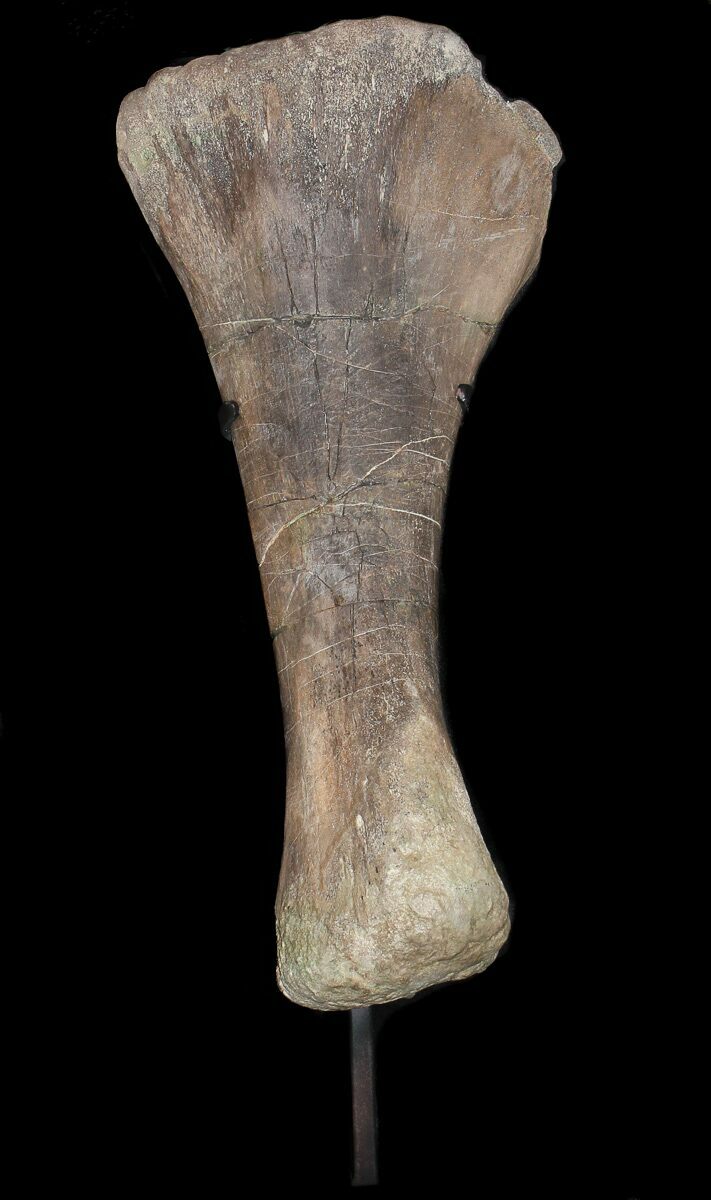22.3" Juvenile Alamosaurus Tibia On Stand - Texas For Sale (#31429