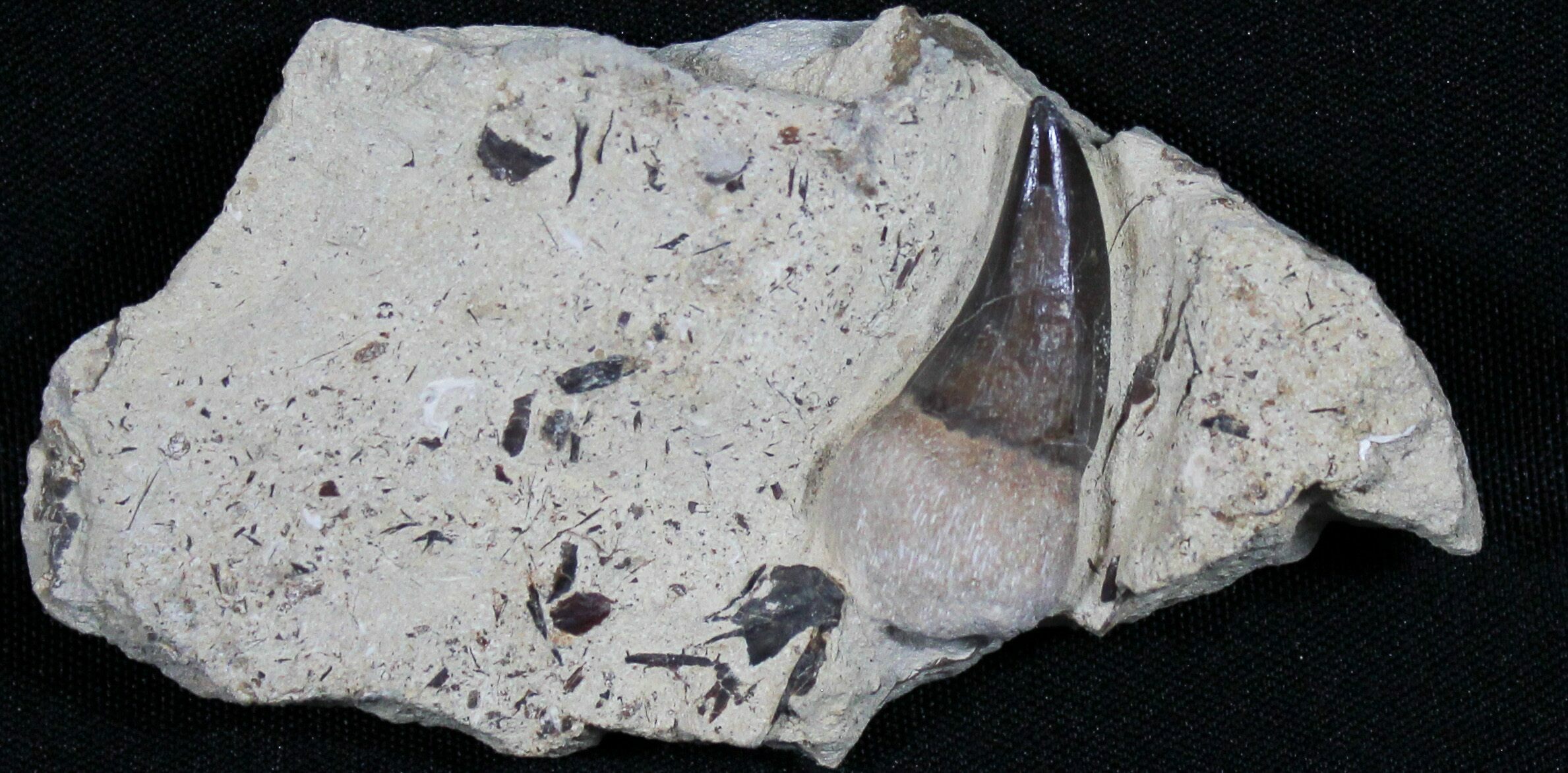 Rooted Tylosaurus Tooth Smoky Hill Chalk, Kansas For Sale (31433)