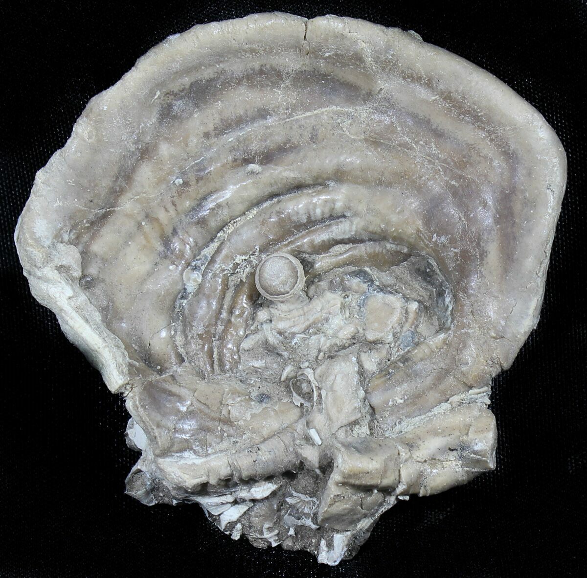 Fossil Oyster With Fossil Pearl Smoky Hill Chalk, Kansas For Sale
