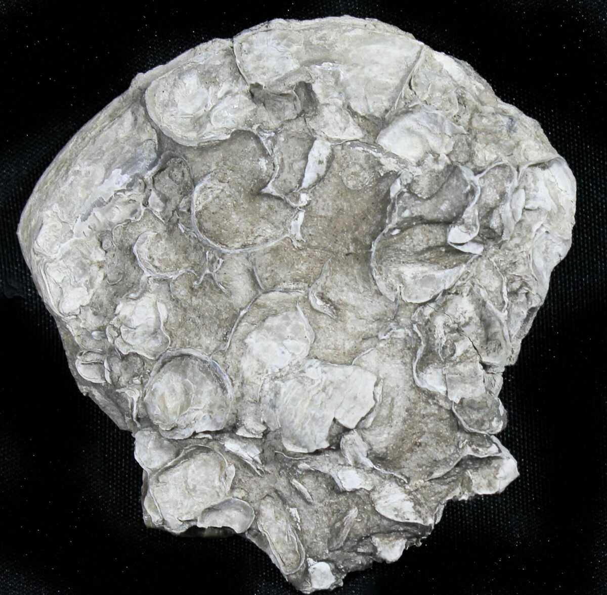 Fossil Oyster With Fossil Pearl Smoky Hill Chalk, Kansas For Sale