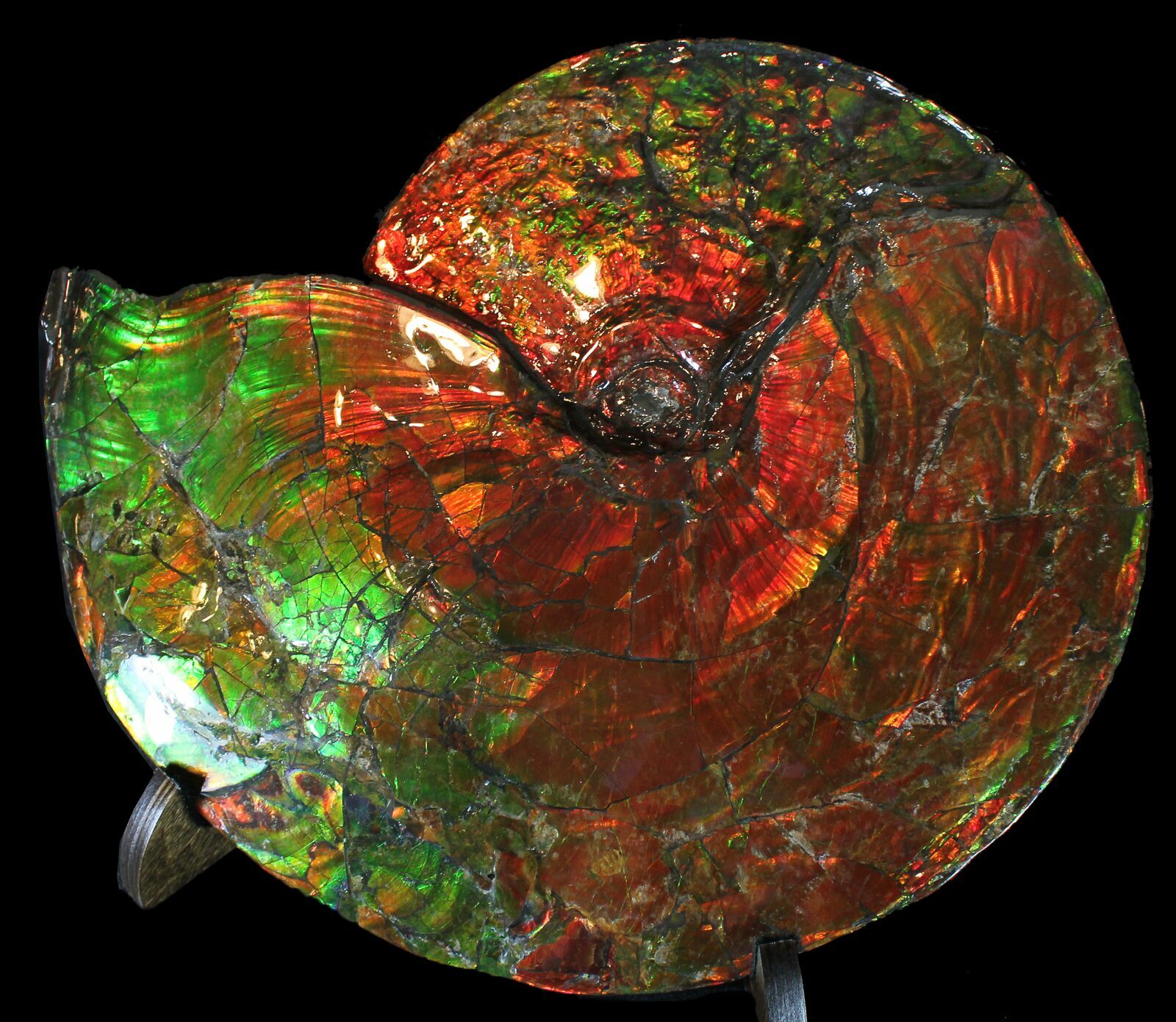 Ammolite For Sale