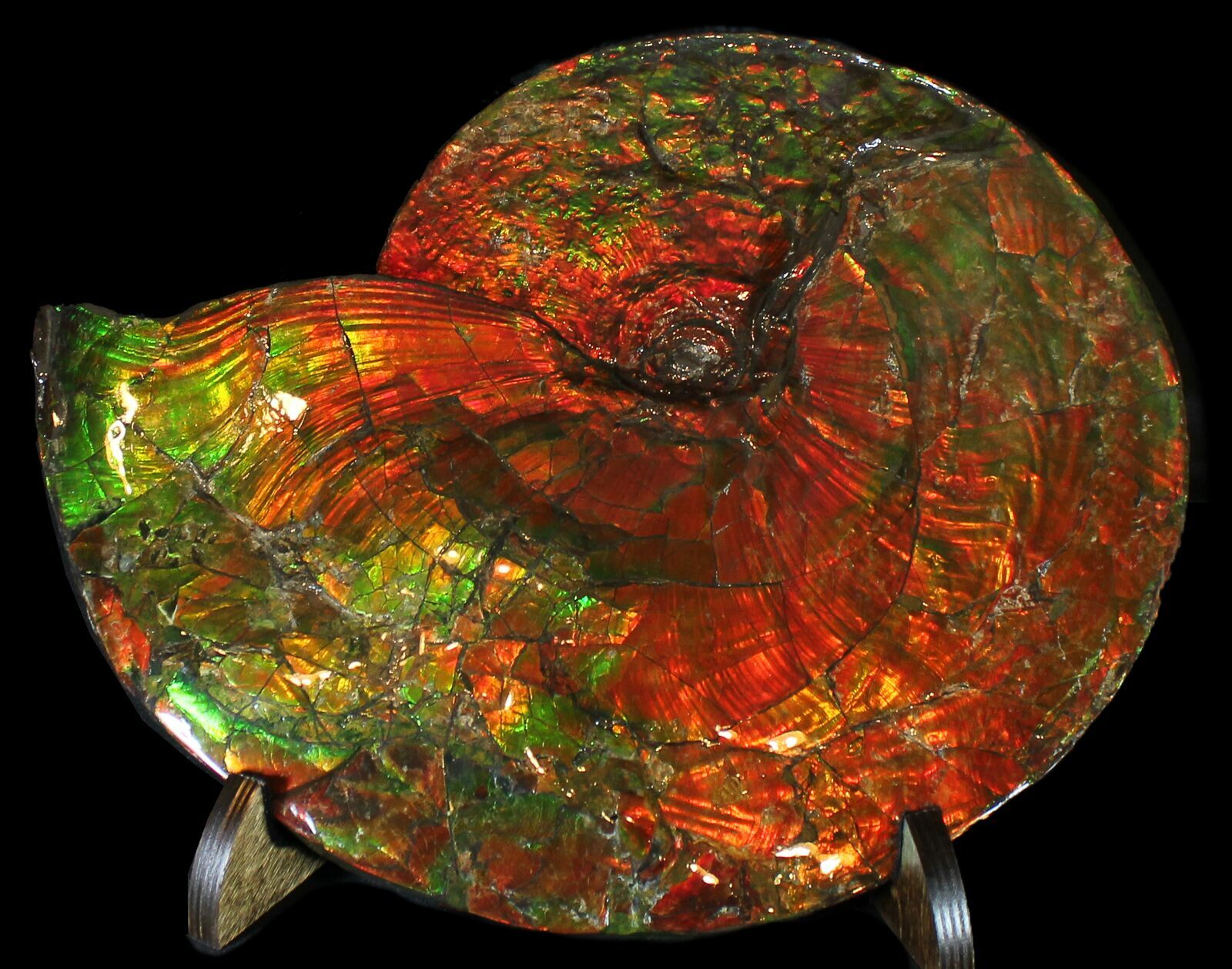 15.2" Iridescent Ammonite (Ammolite) Best of the Best! For Sale
