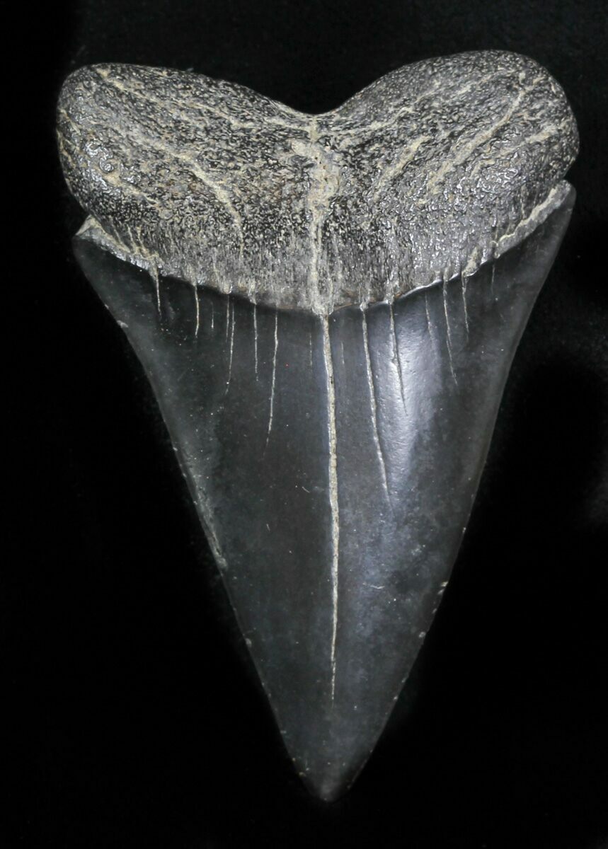 Large 2.56" Fossil Mako Shark Tooth For Sale (31614