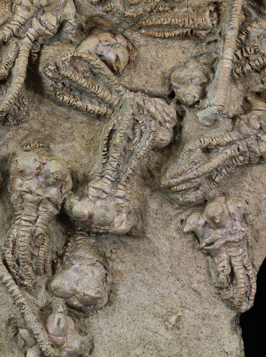 18+ Jimbacrinus Crinoid Fossils Australia (Special Price) For Sale