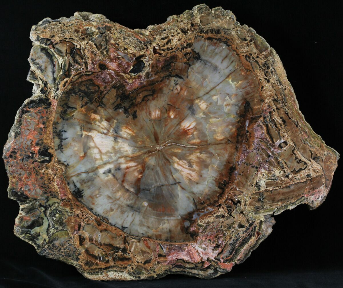 Arizona Petrified Wood For Sale