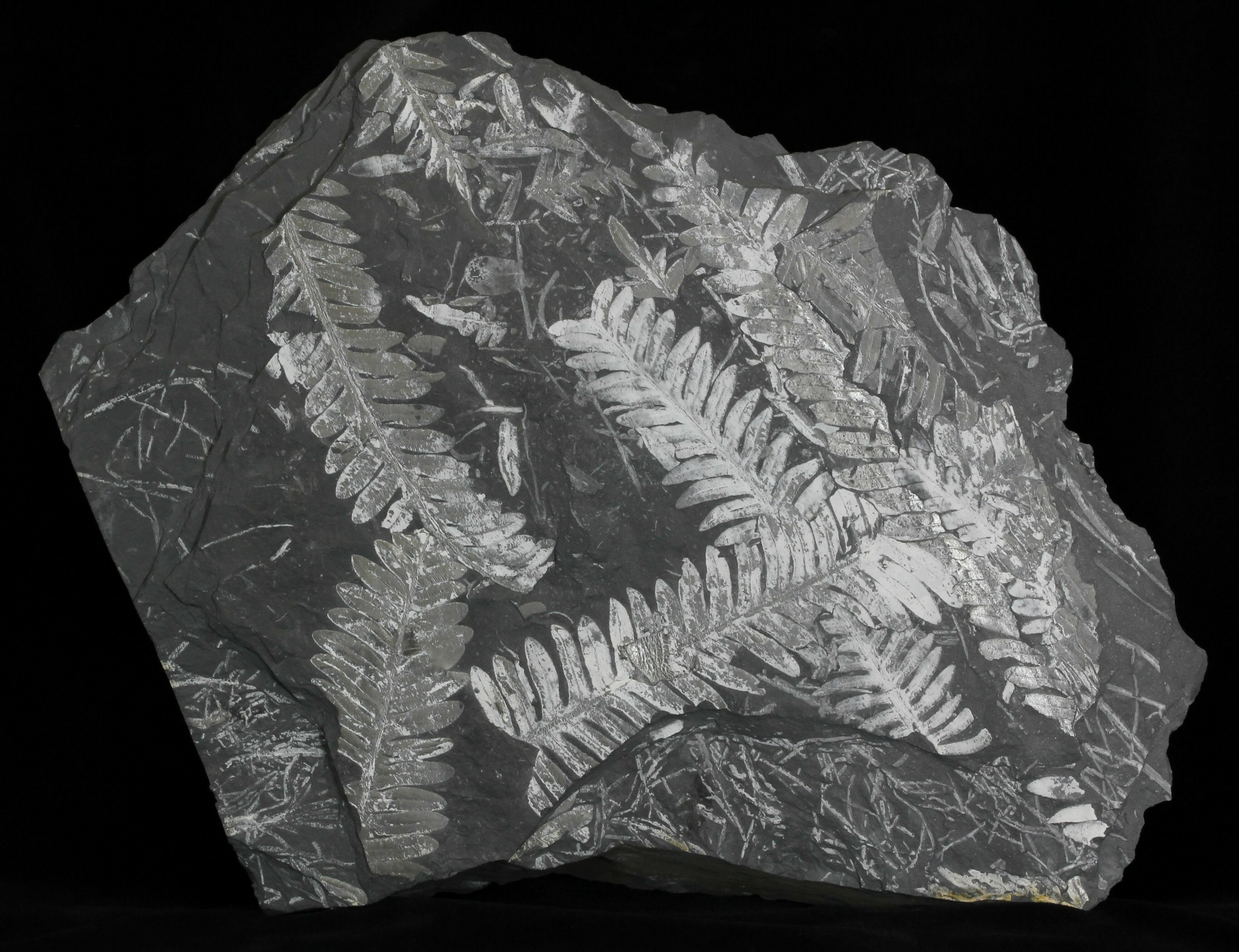 Very Nice 13.2" Fossil Seed Fern Plate Pennsylvania For Sale (32742