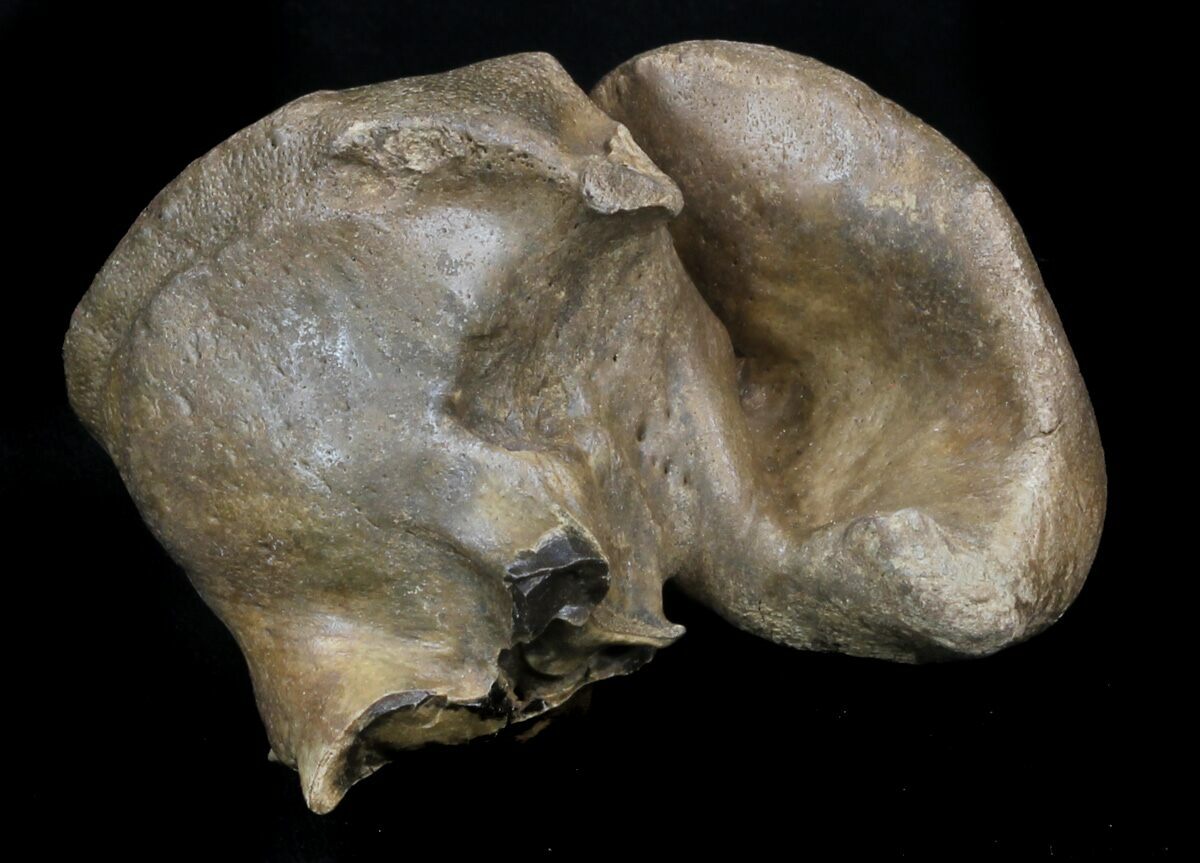 Fossil Manatee (Trichechus) Ear Bone Florida For Sale (33302