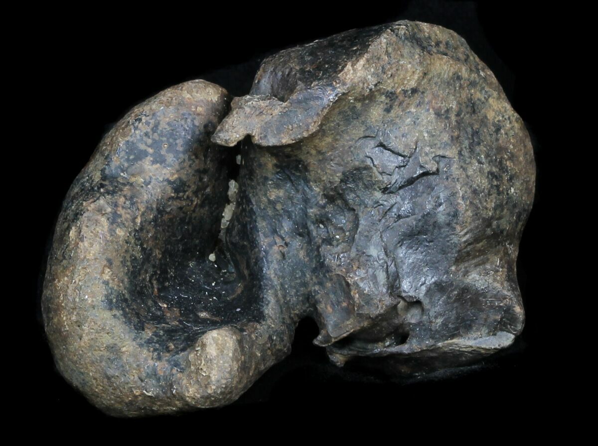 Fossil Manatee (Trichechus) Ear Bone Florida For Sale (33314