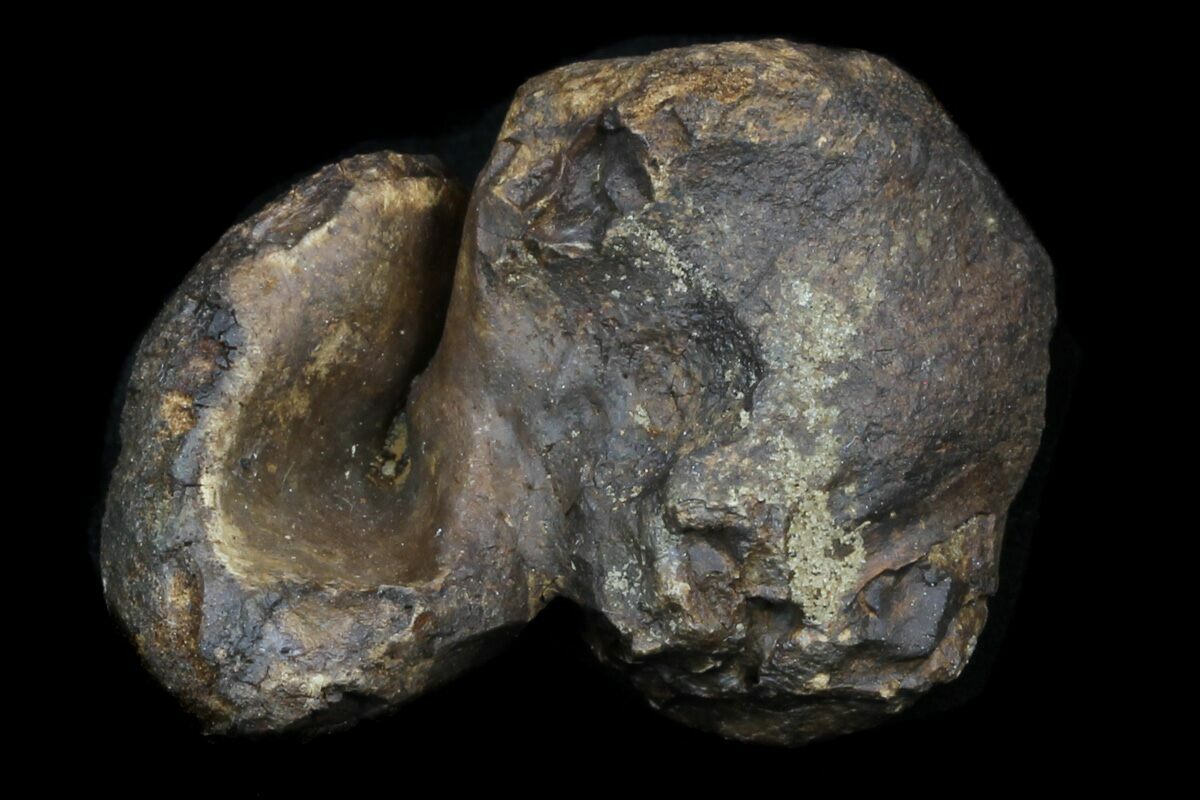 Fossil Manatee (Trichechus) Ear Bone Florida For Sale (33315