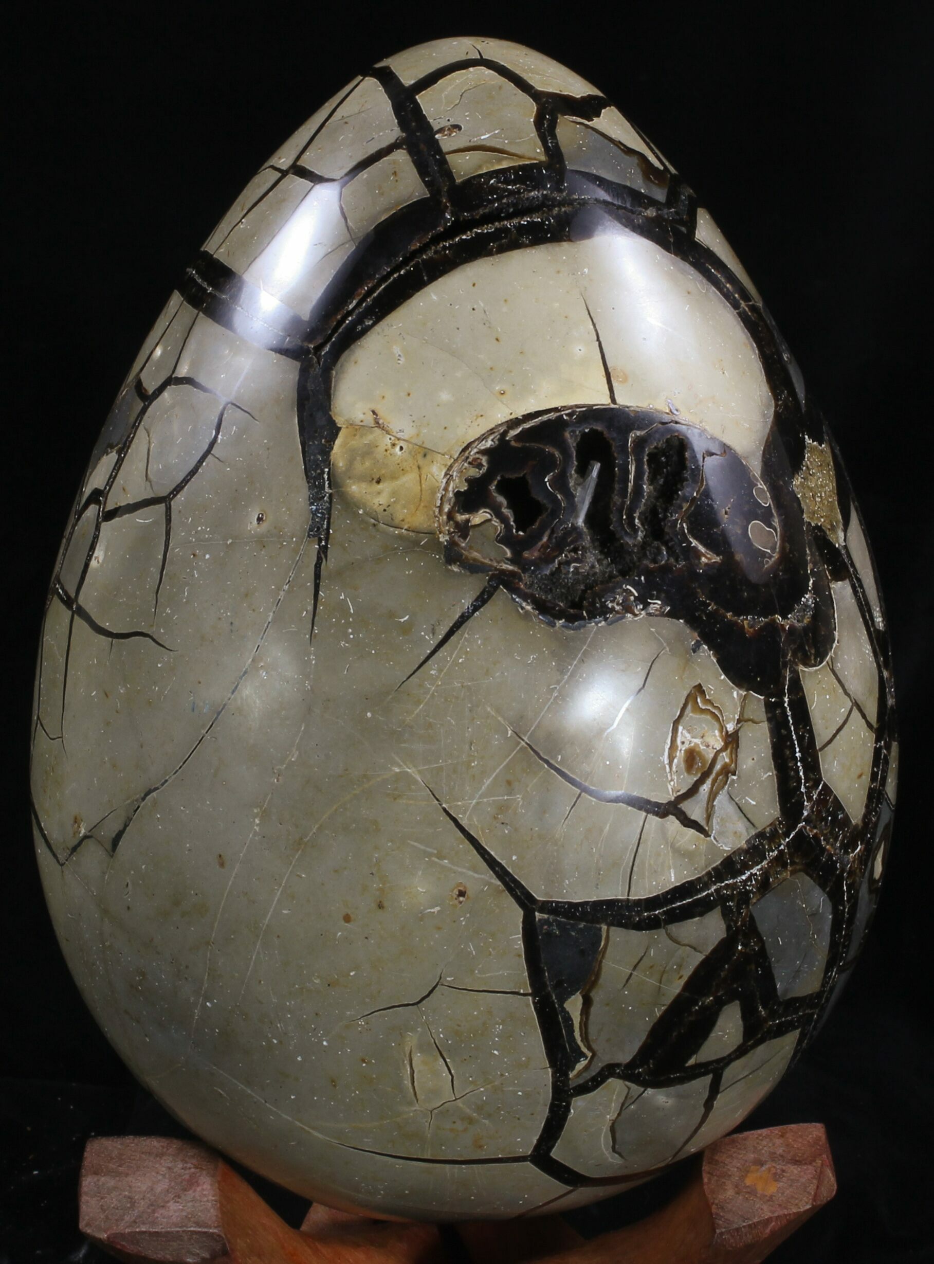 8.8" Septarian "Dragon Egg" Geode With Removable Section For Sale
