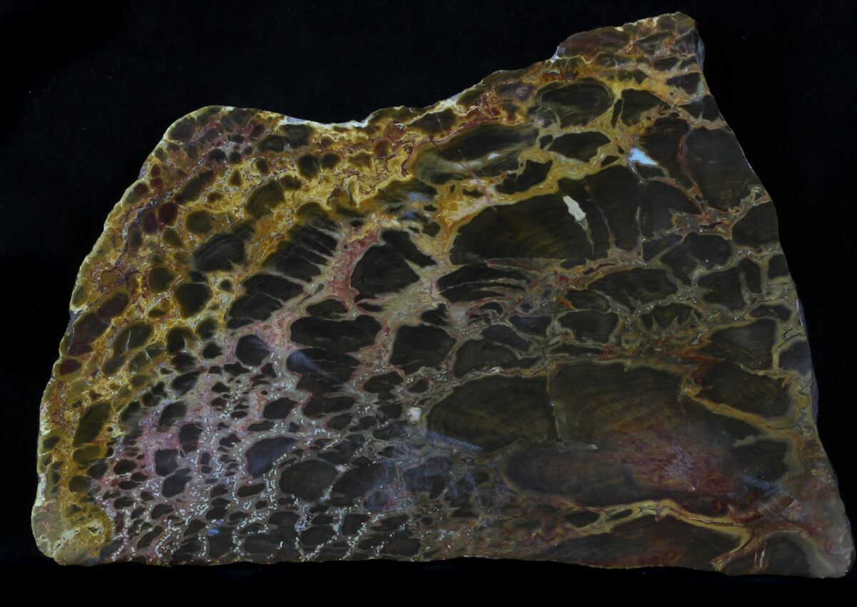 Australian Petrified Wood For Sale