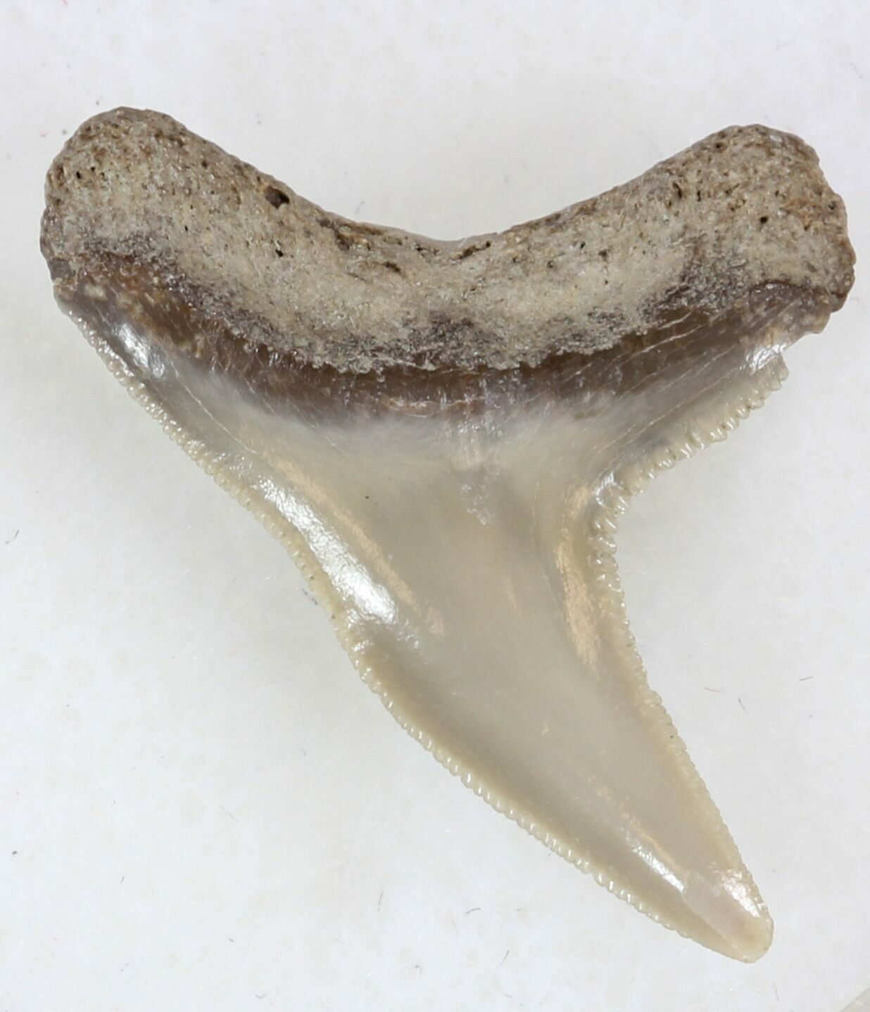 Sharp Fossil Tiger Shark Tooth - Lee Creek Mine For Sale (#33948