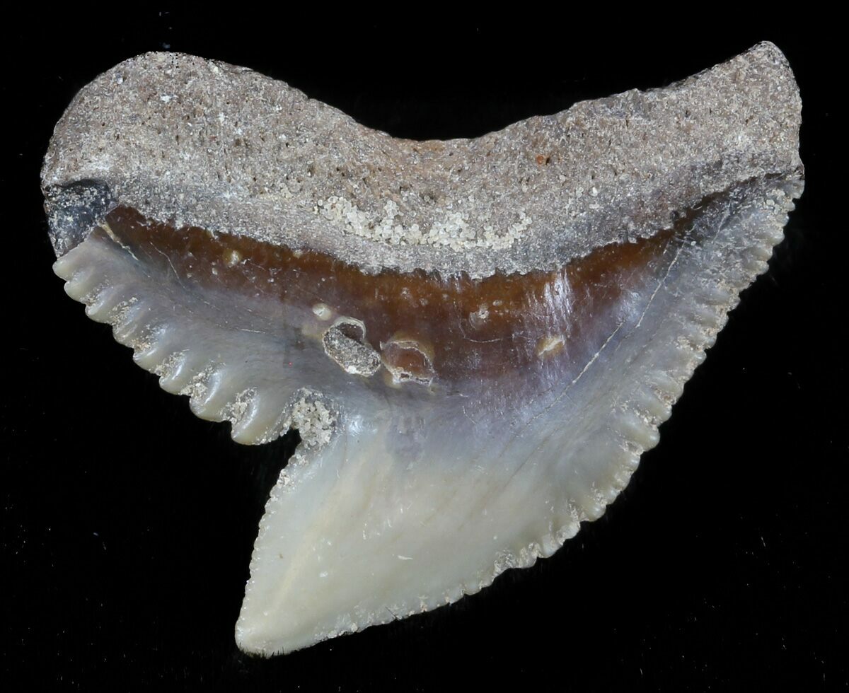 Large 1.14" Fossil Tiger Shark Tooth Florida For Sale (34809