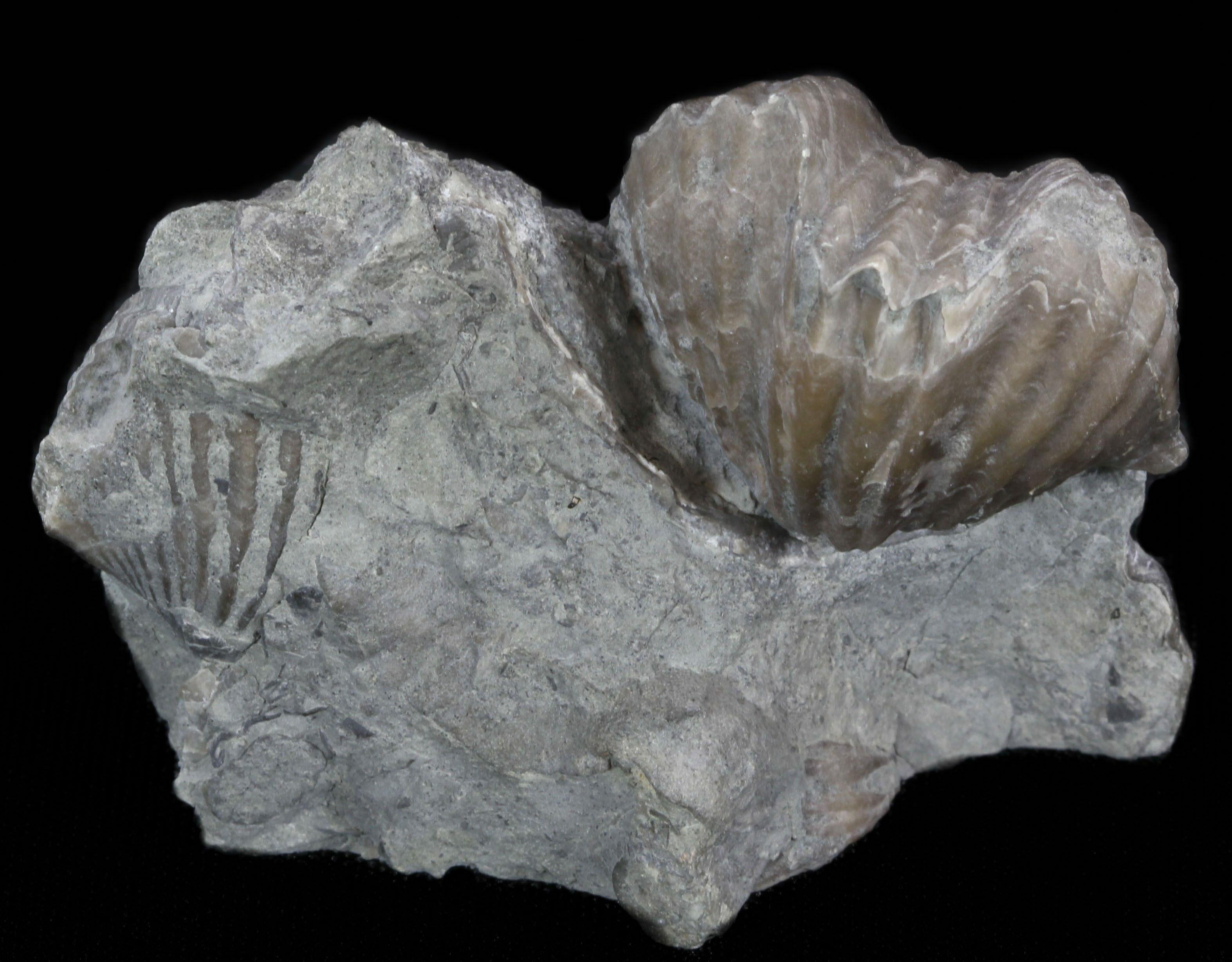 Platystrophia Brachiopod Fossil From Kentucky For Sale (35119