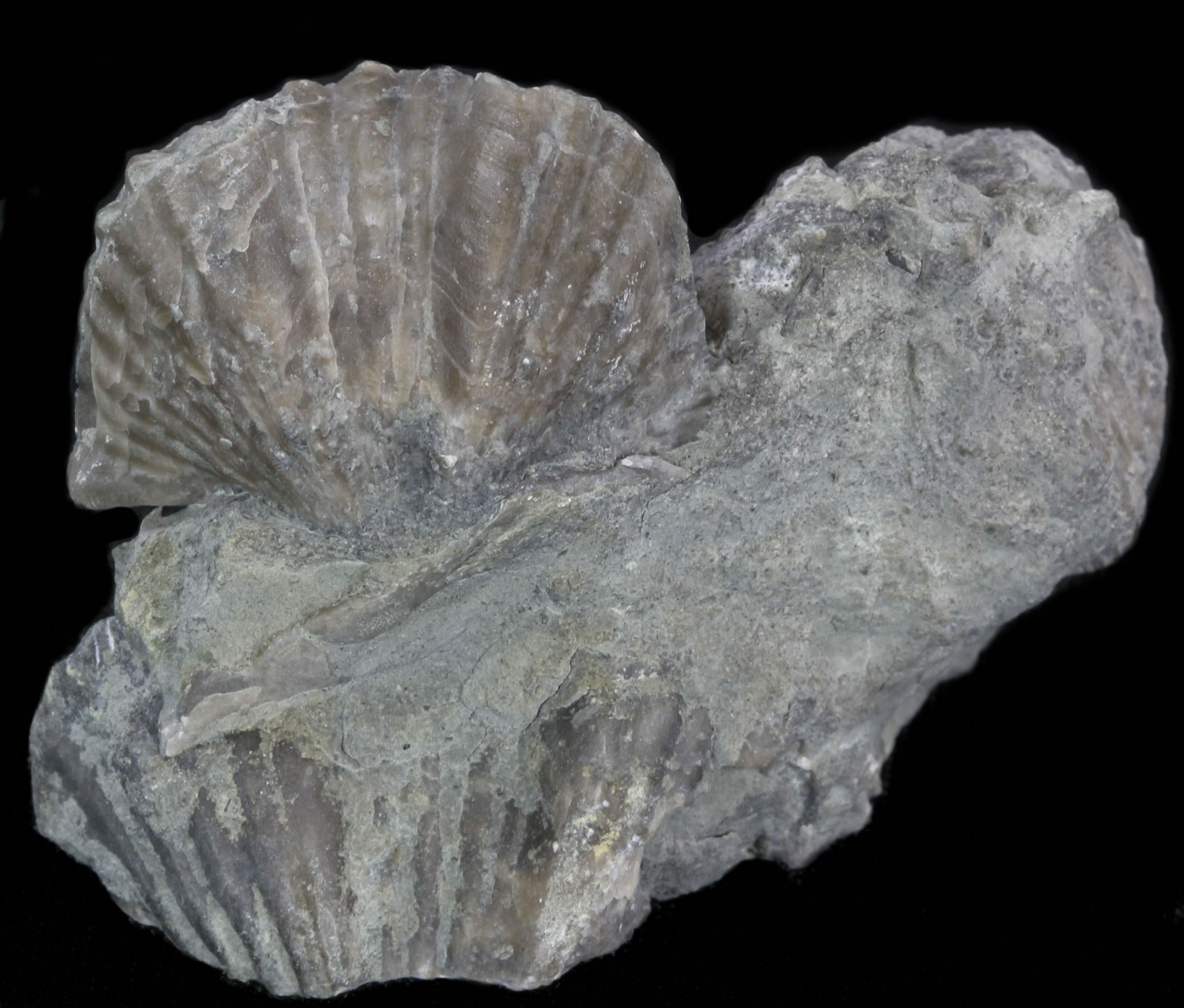 Platystrophia Brachiopod Fossil From Kentucky For Sale (35119)