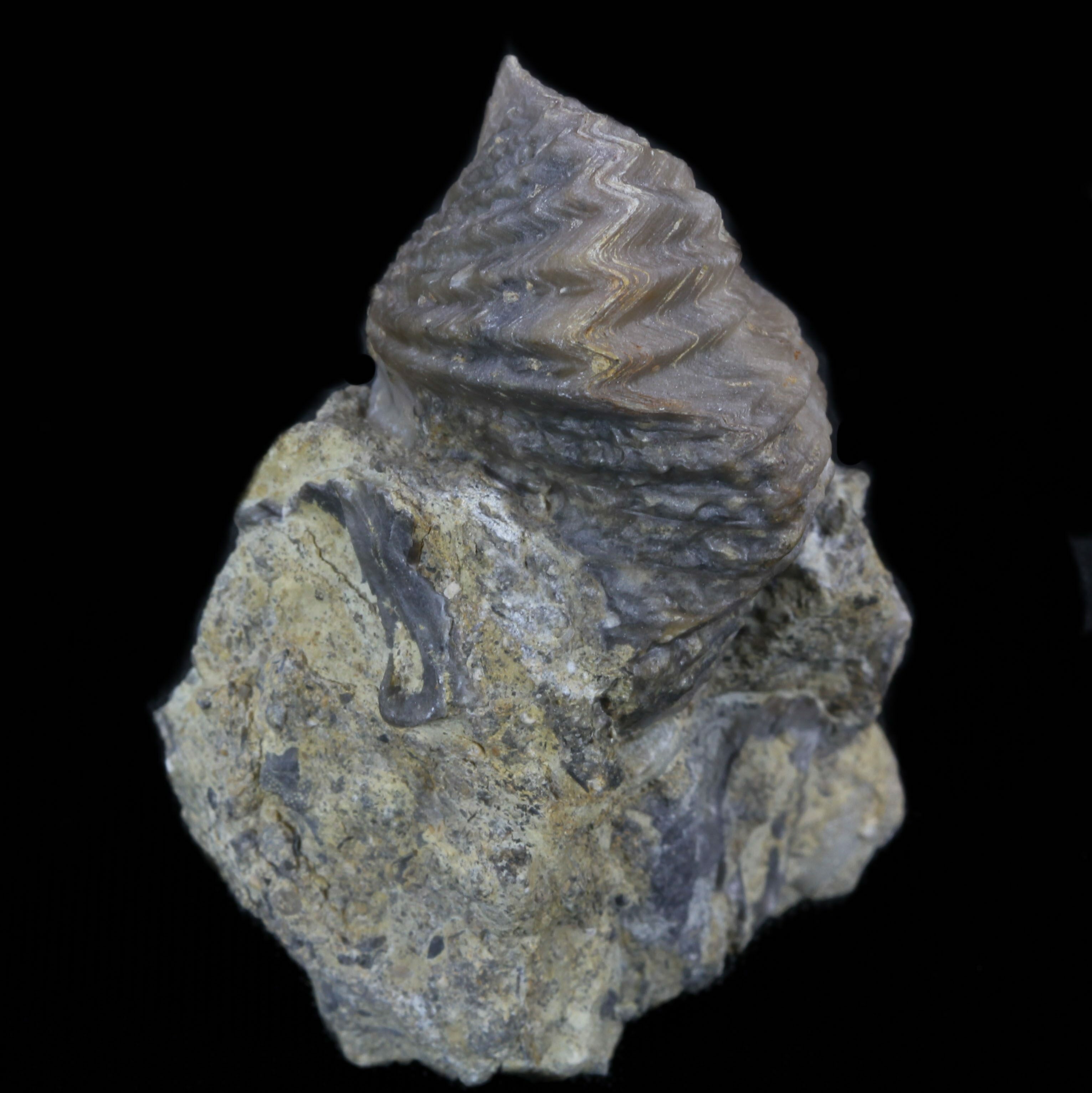 Platystrophia Brachiopod Fossil From Kentucky For Sale (35121