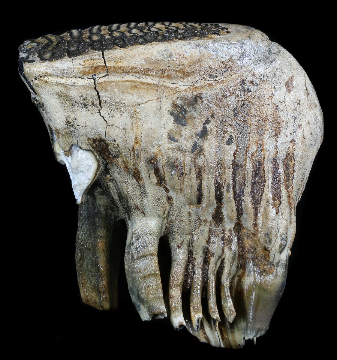 Juvenile Woolly Mammoth Molar North Sea Deposits For Sale (35703)