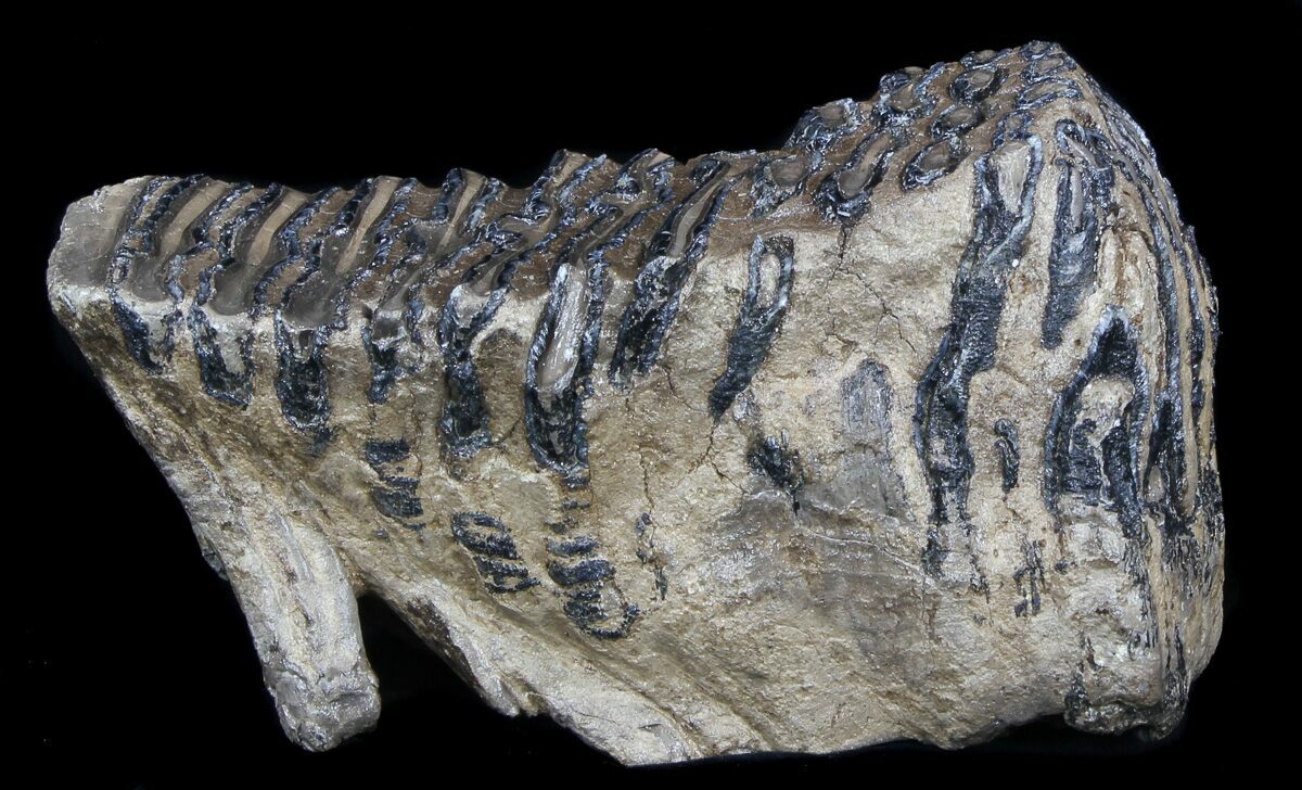 Rare 7.1" Fossil Palaeoloxodon Molar For Sale (35932)