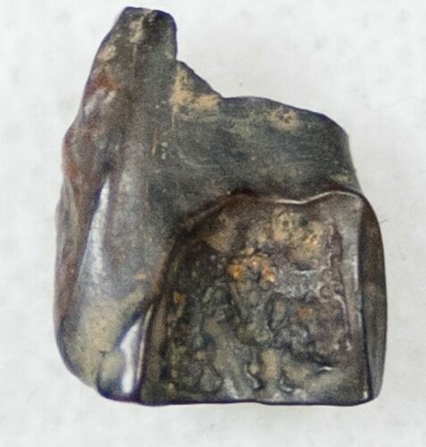 .46" Ceratopsid Tooth - Judith River For Sale (#17657 ...