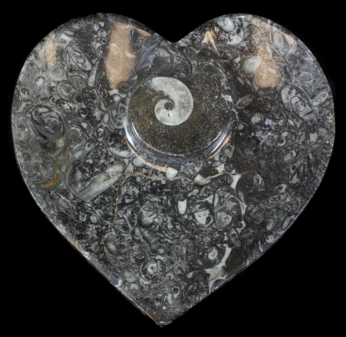 6" Heart Shaped Fossil Goniatite Dish For Sale (36305)